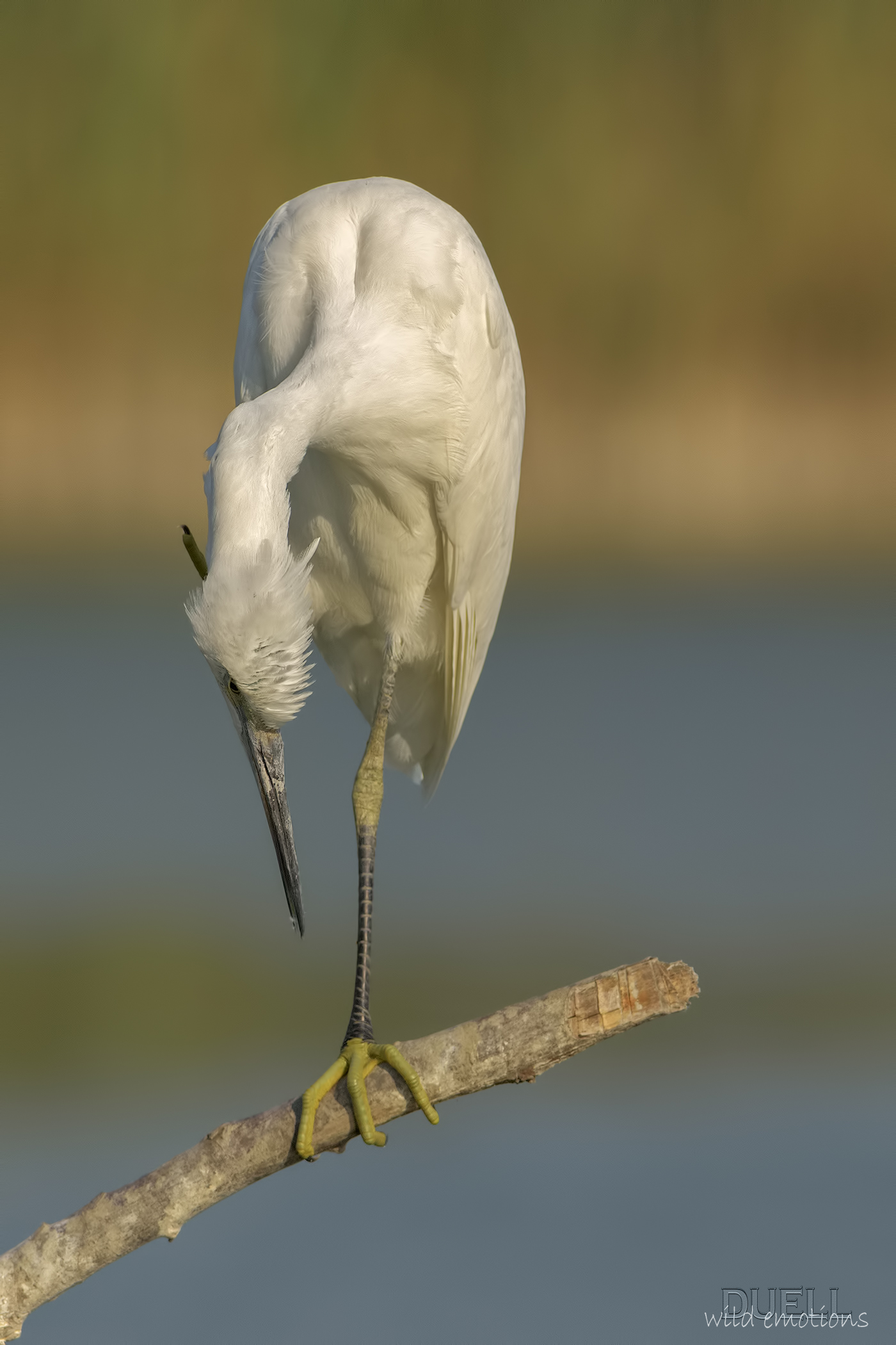 Livorno last frontier