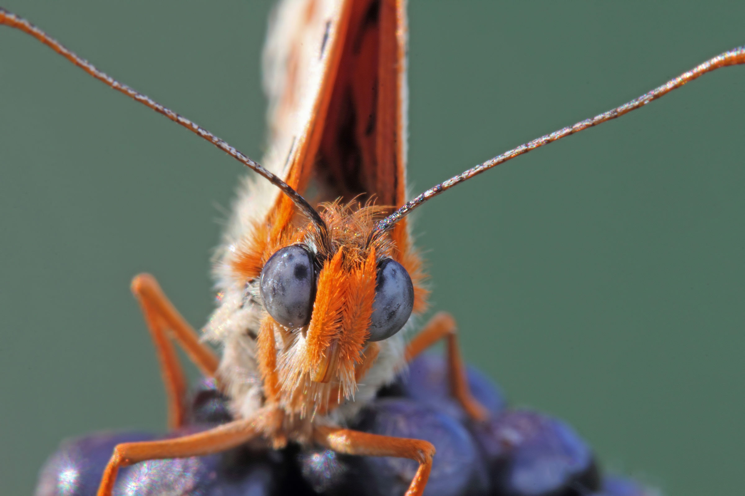 Ciao.....posso entrare ???