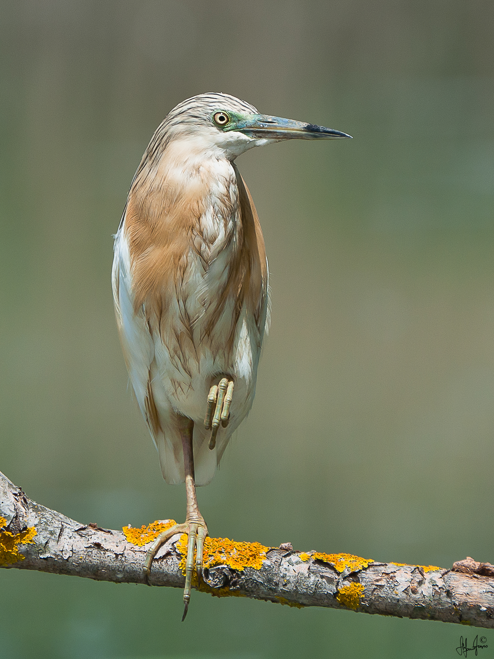 Sgarza ciuffetto-6744