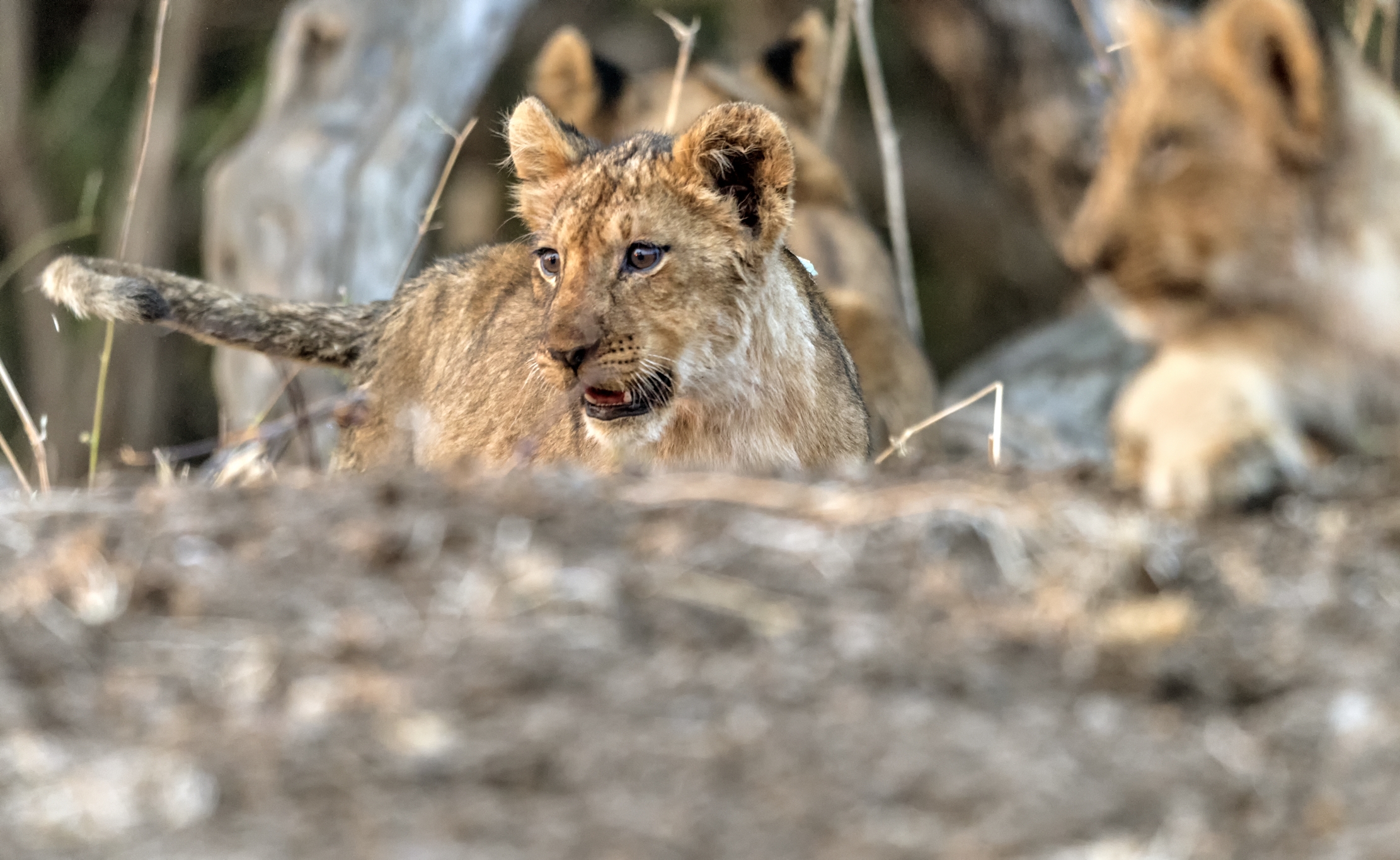Zambia 2015 - Cuccioli