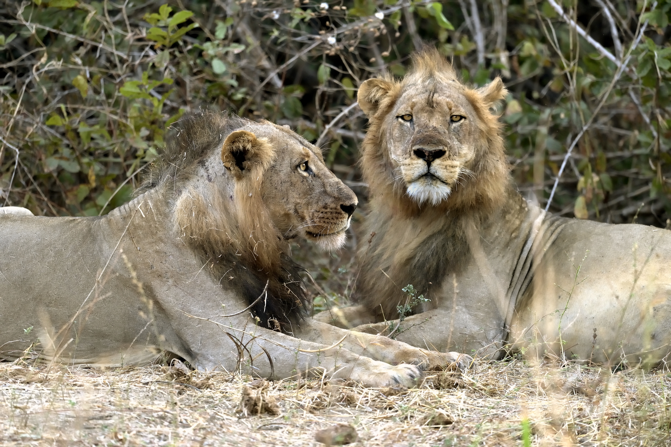 Zambia 2015 - Fratelloni