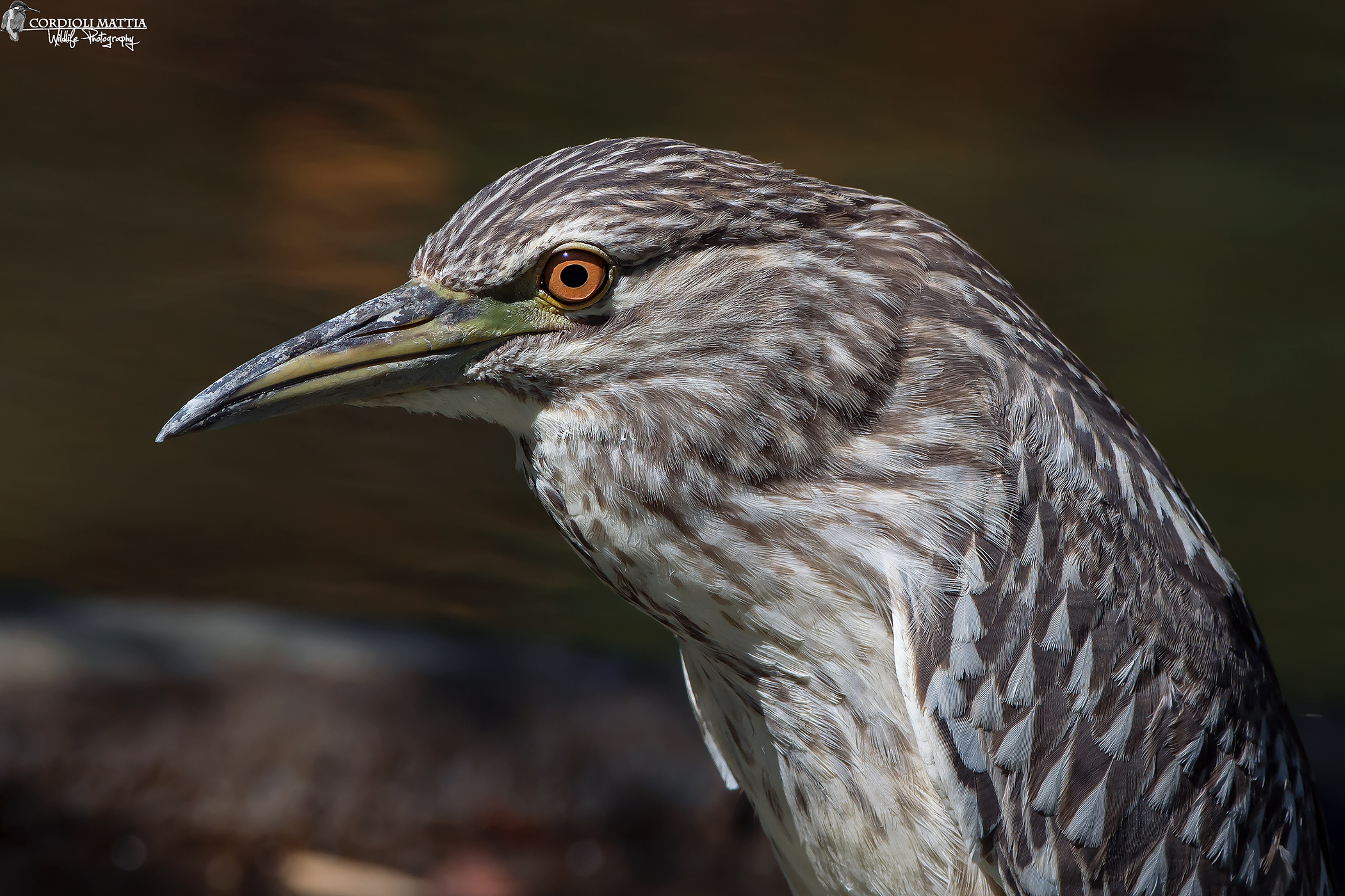 Night Heron Portrait