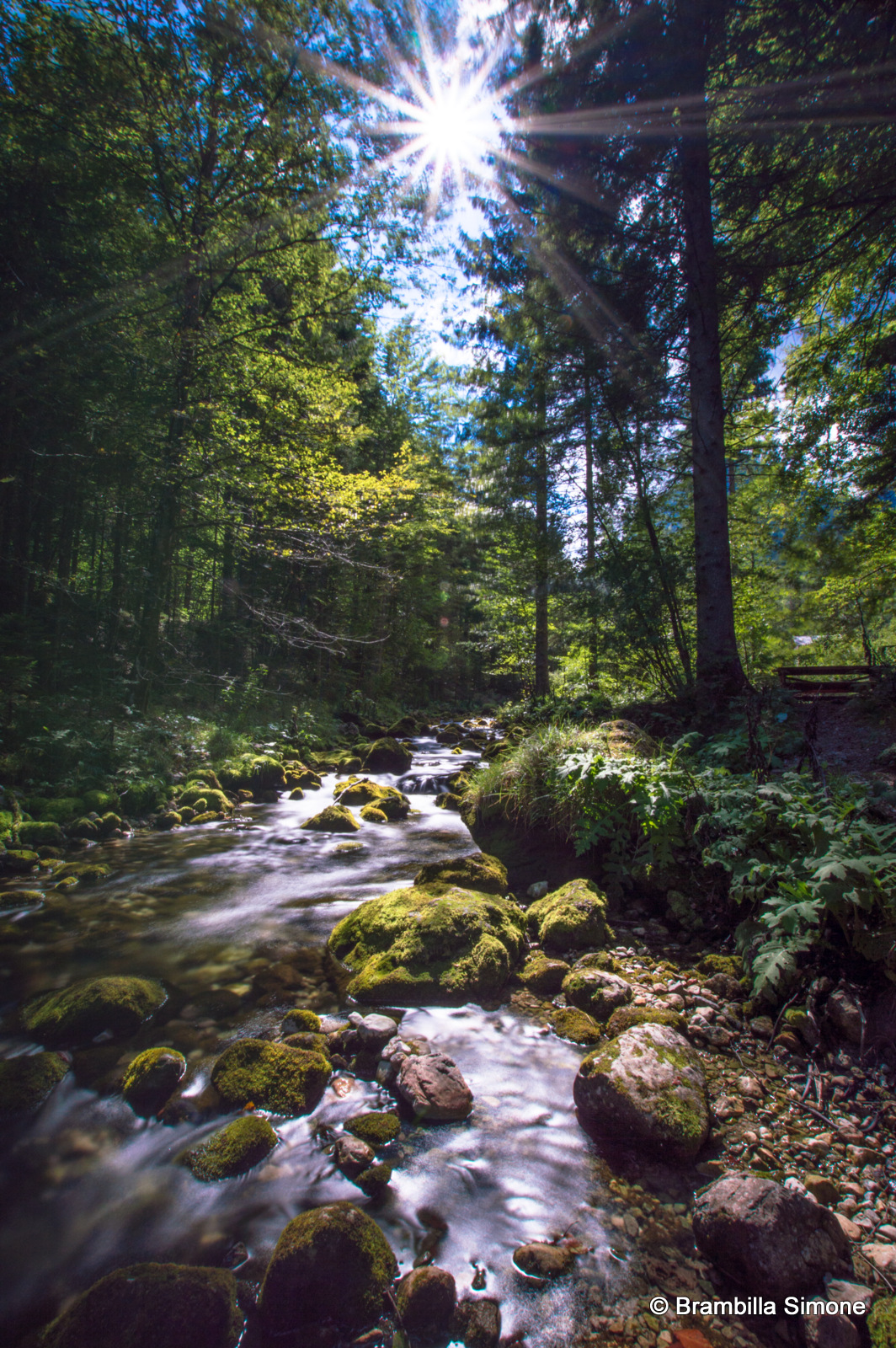 Controluce nel bosco