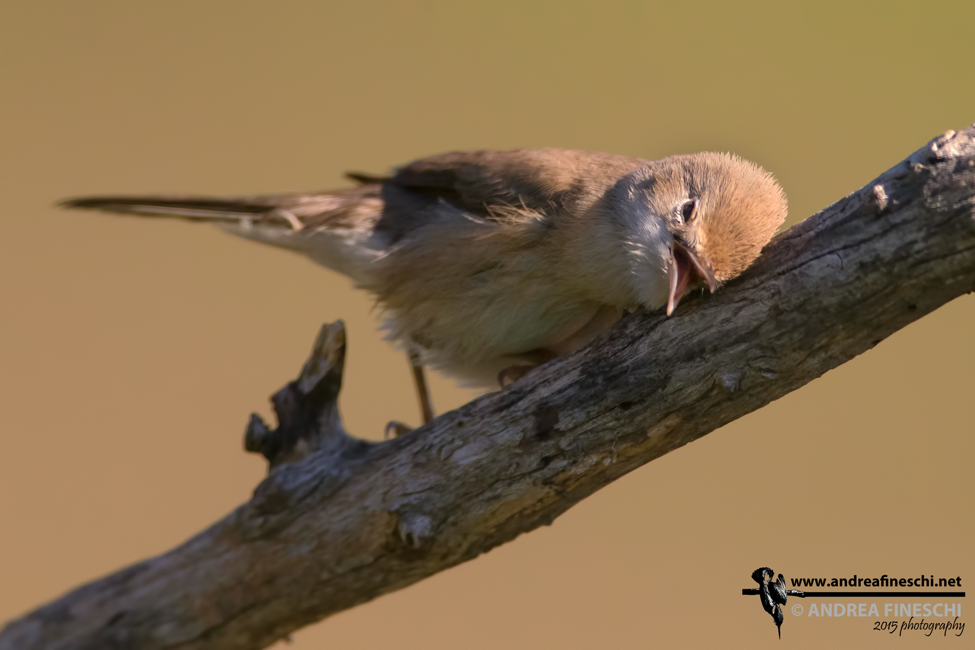 Subalpine warbler common