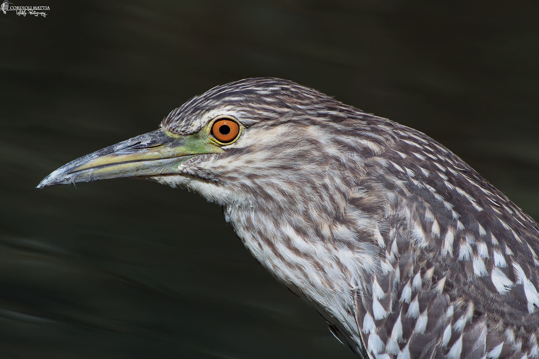 Night Heron NO crop