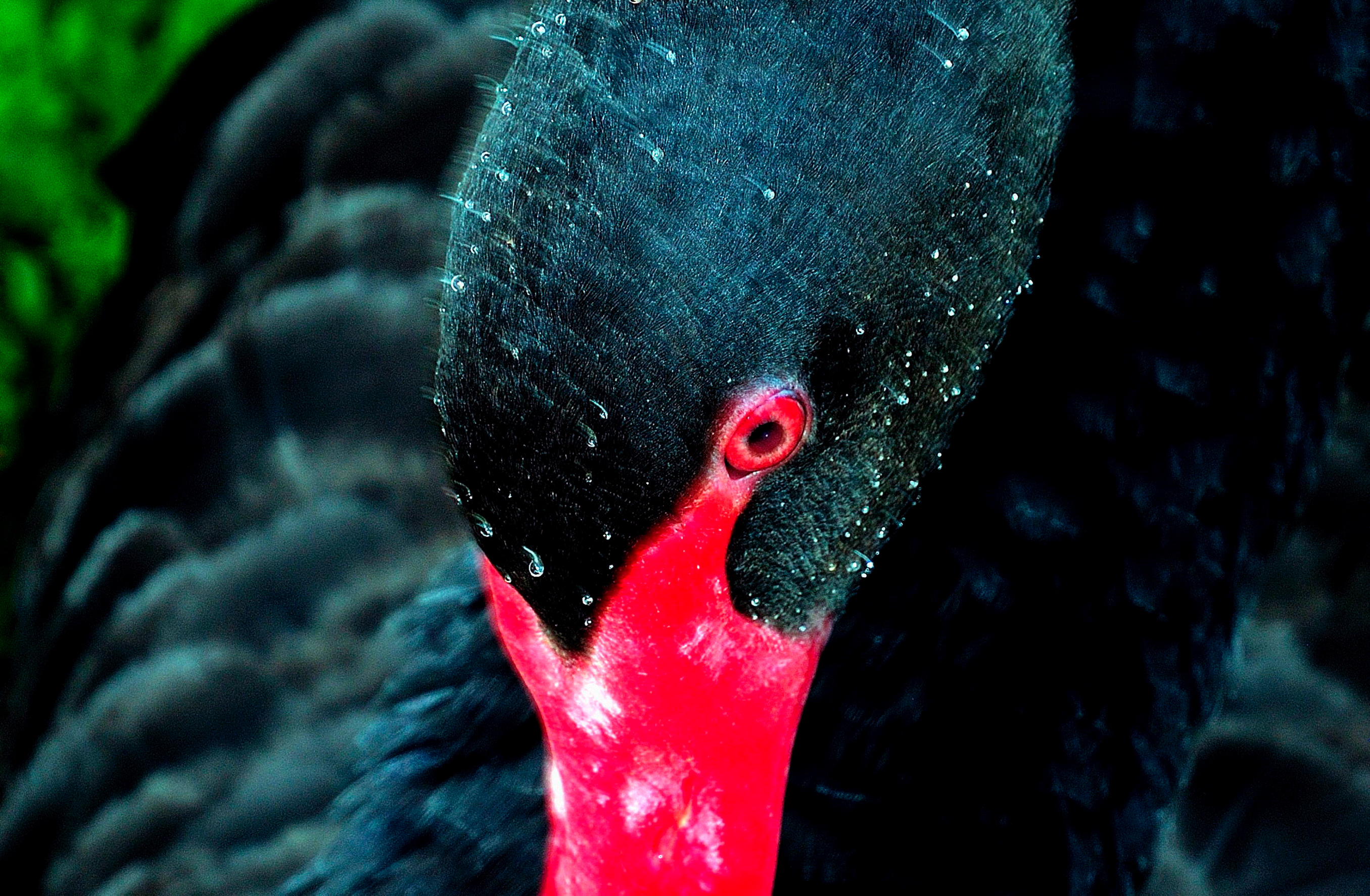 Cigno nero