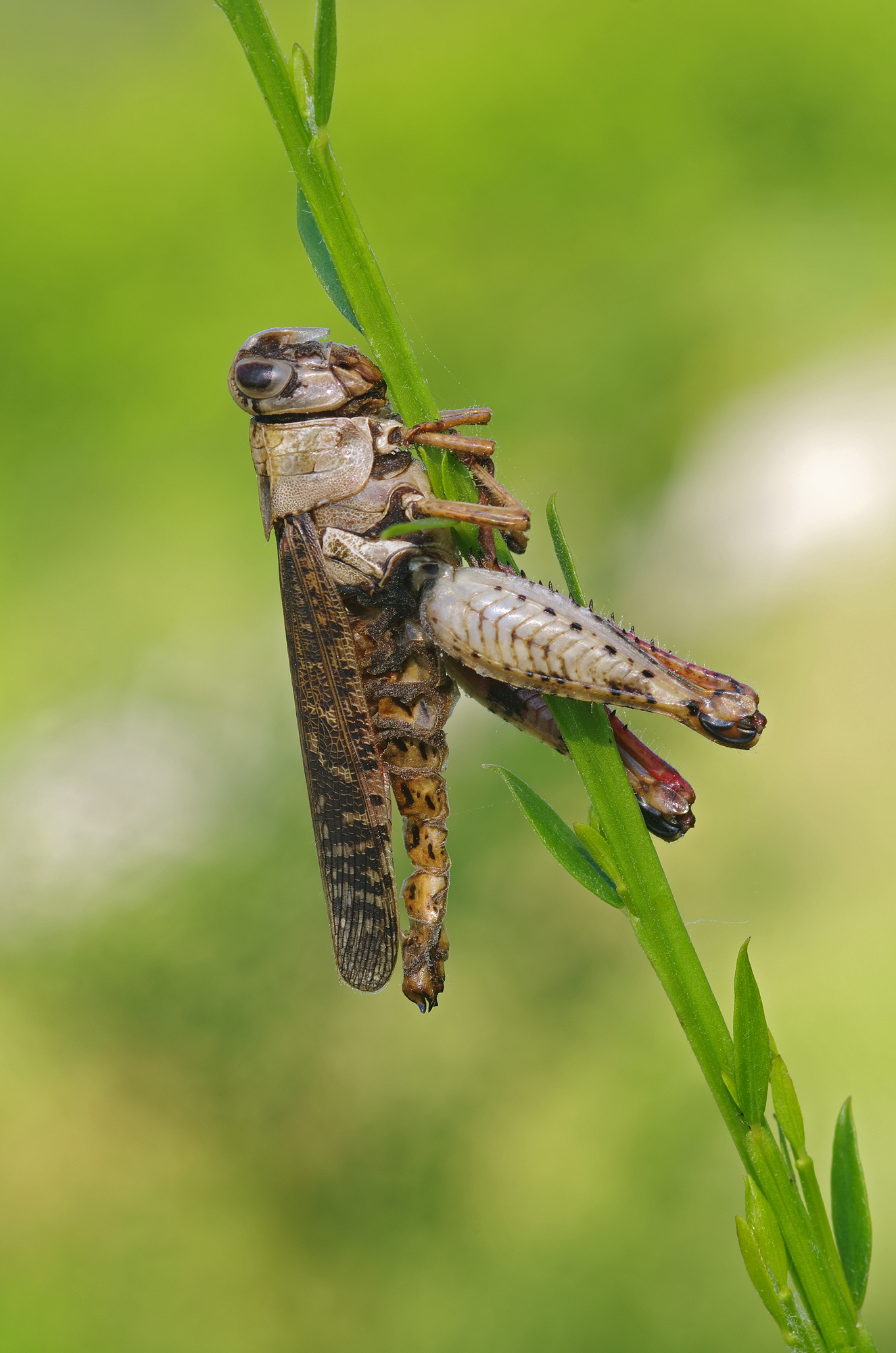 Io non mollo la presa