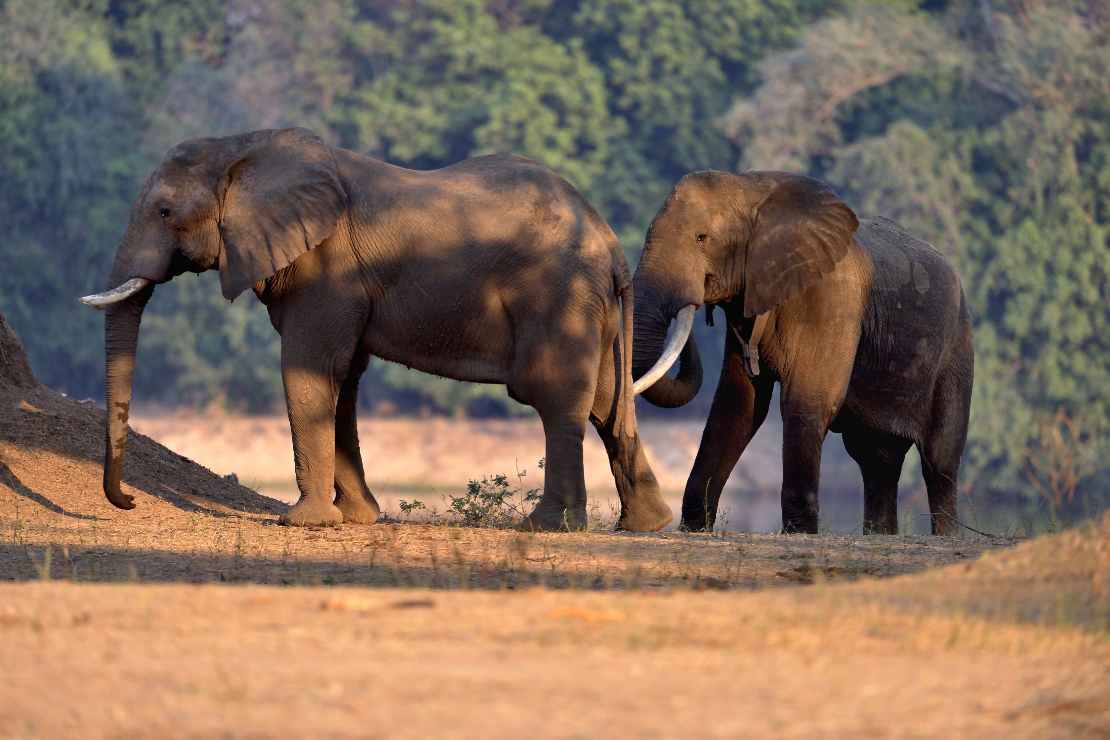 Zimbabwe 2015 - Boswells e un suo amico