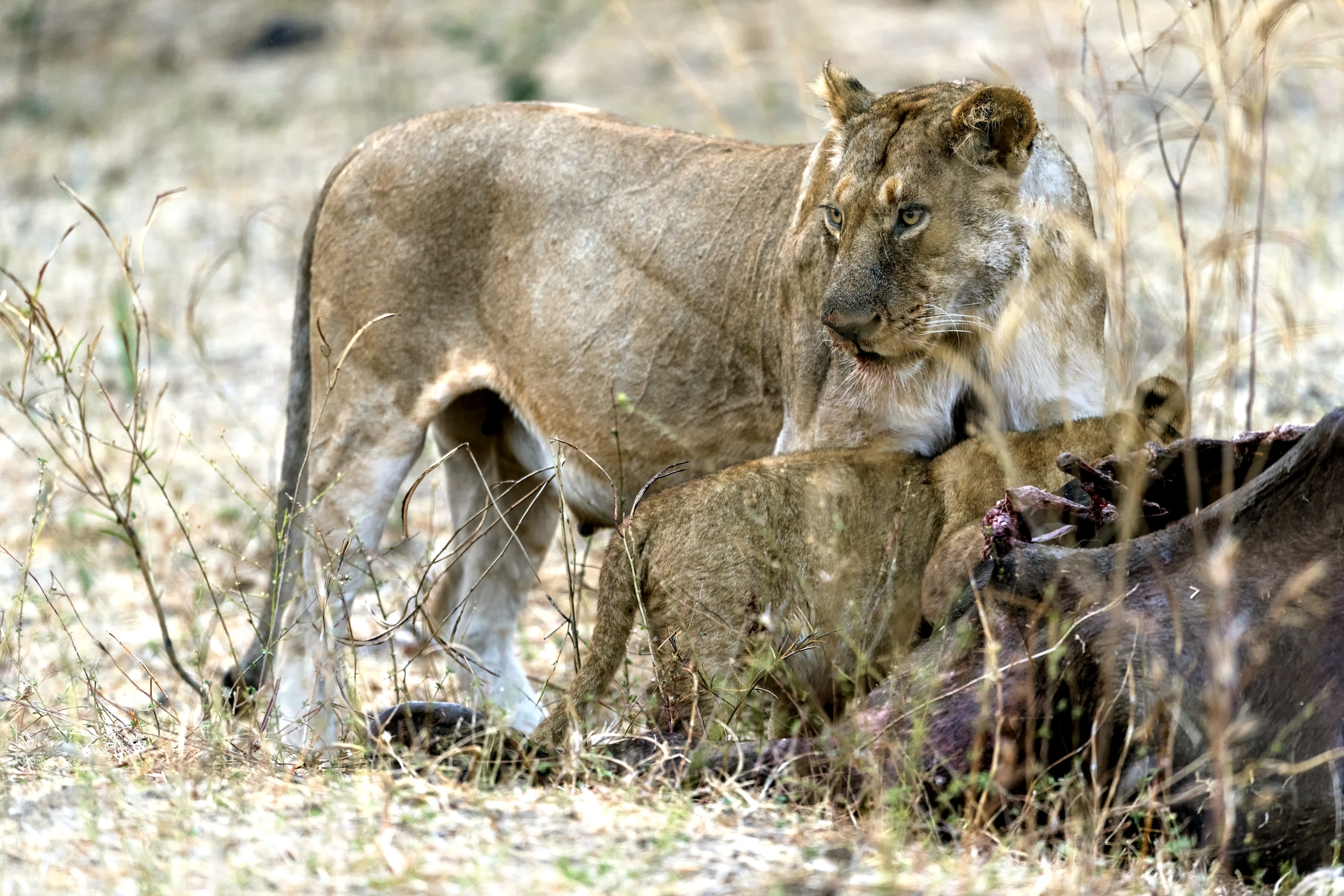 Zambia 2015 - Sulla preda