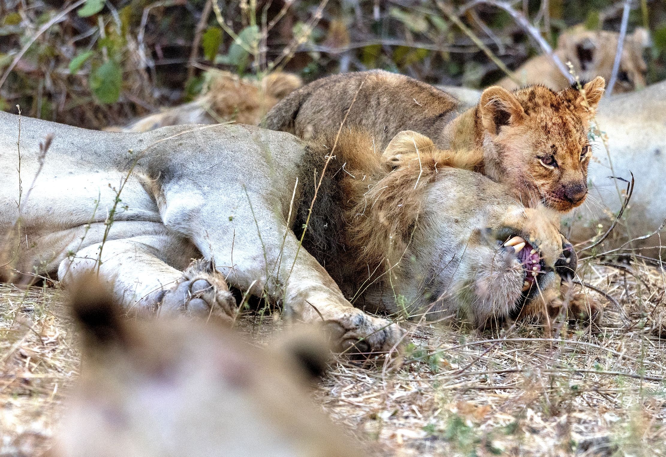 Zambia 2015 - Dopo il pasto