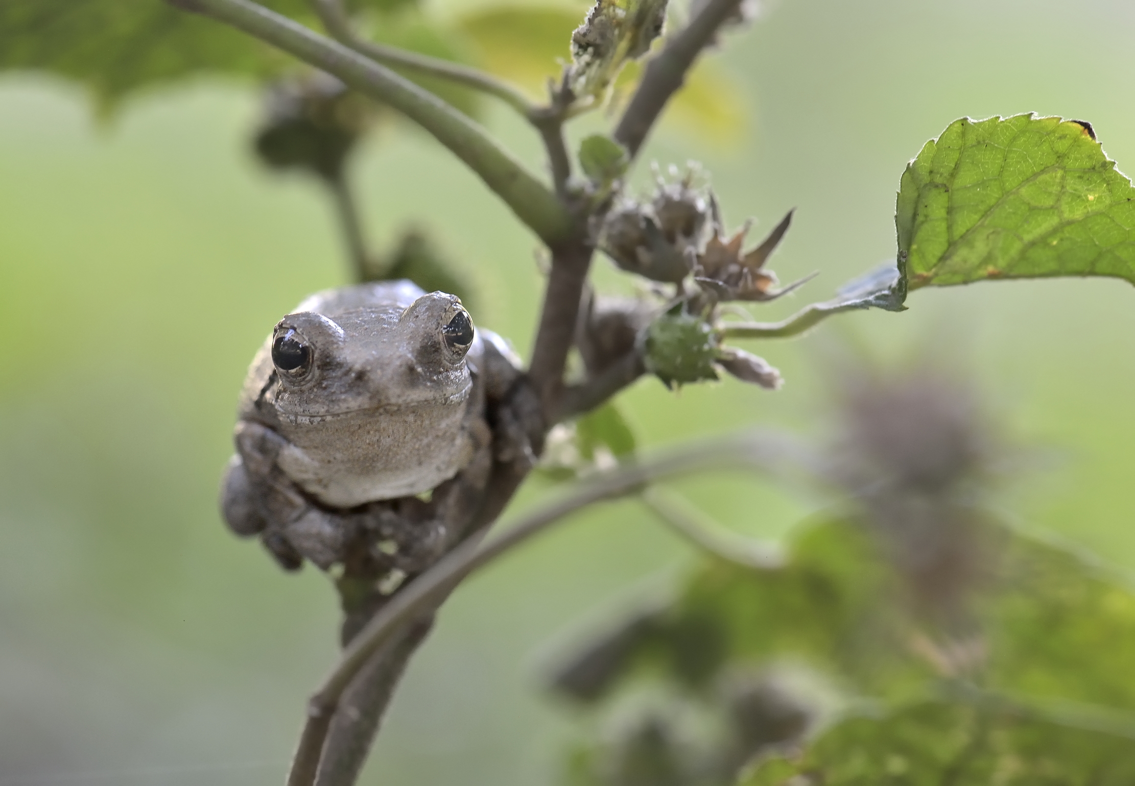 Zambia 2015 - Piccolissima Raganella