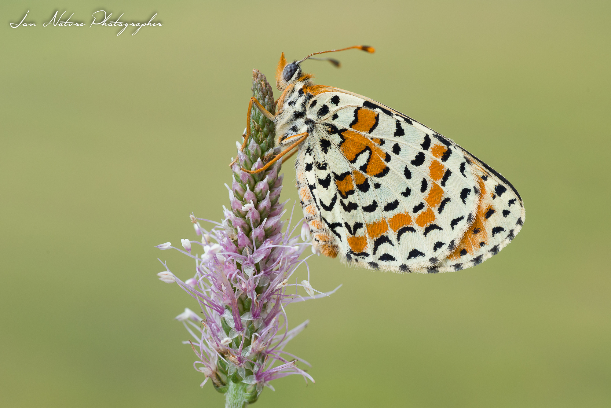 Melitaea didyma
