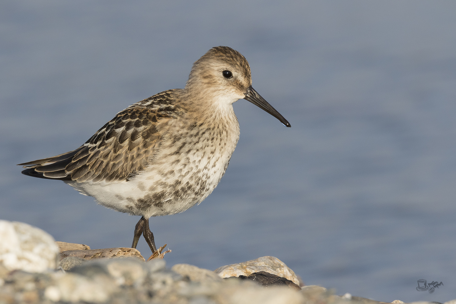 Dunlin