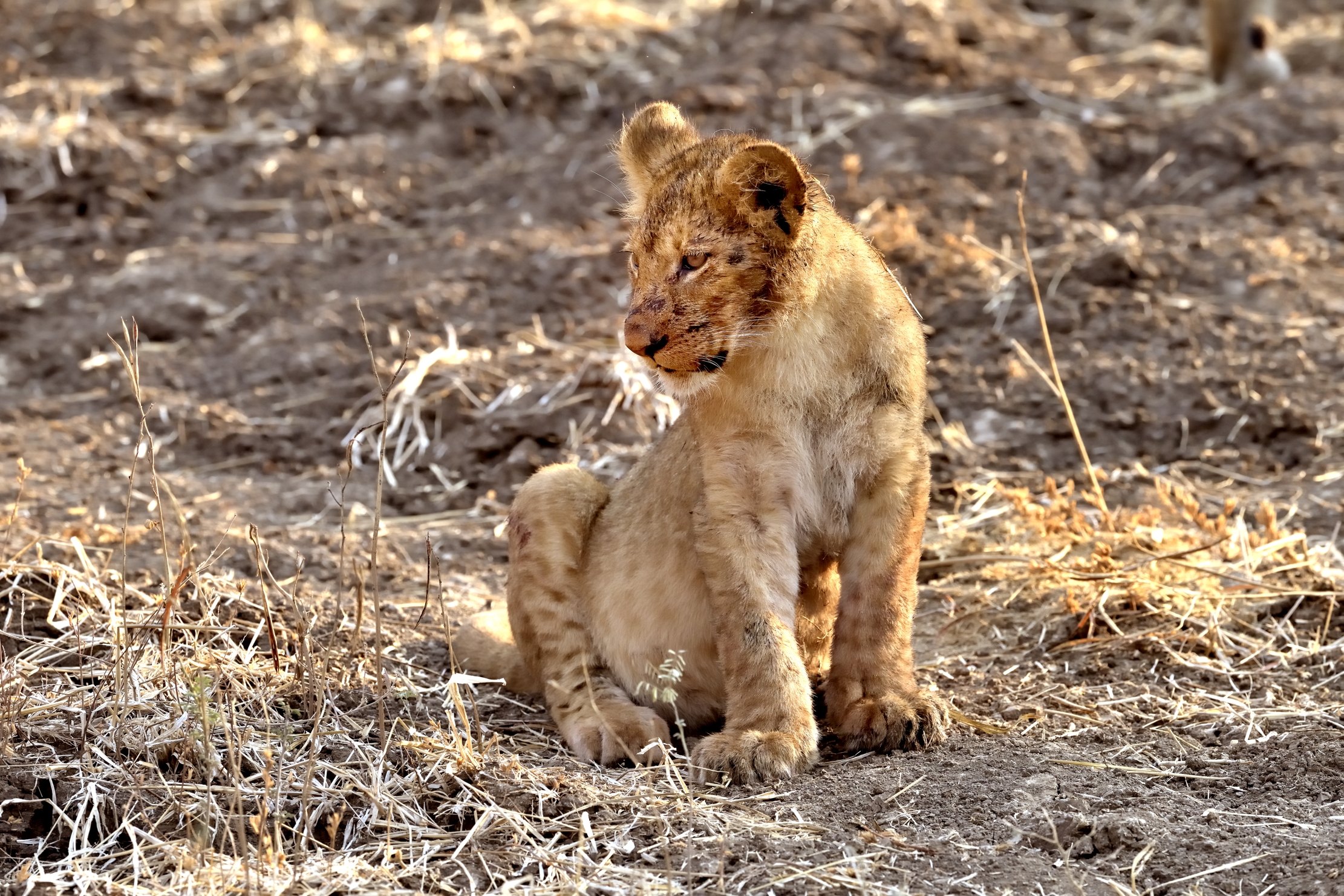 Zambia 2015 - Cucciolo..dopo mangiato..