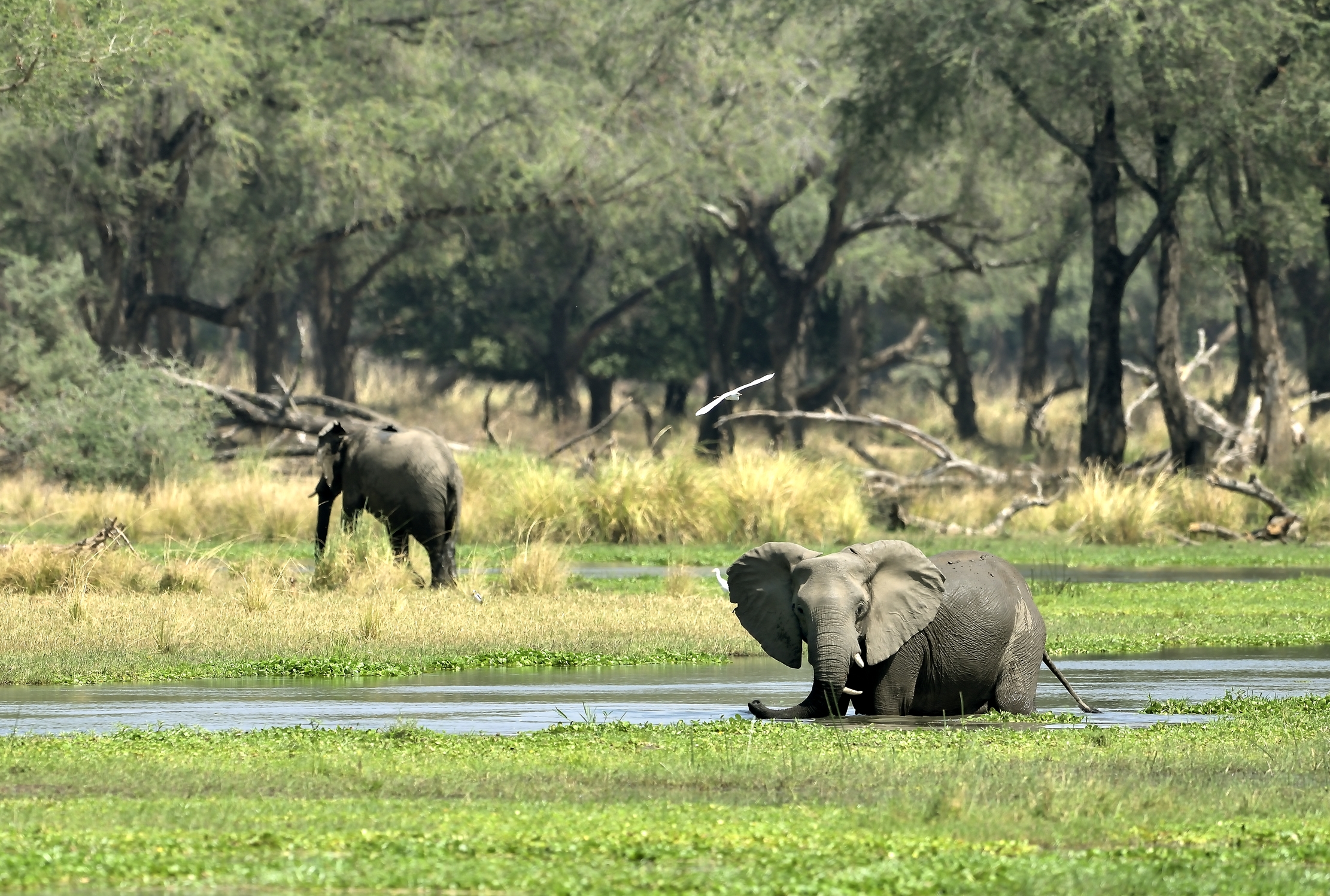 Zambia 2015 - Lover Zambesi