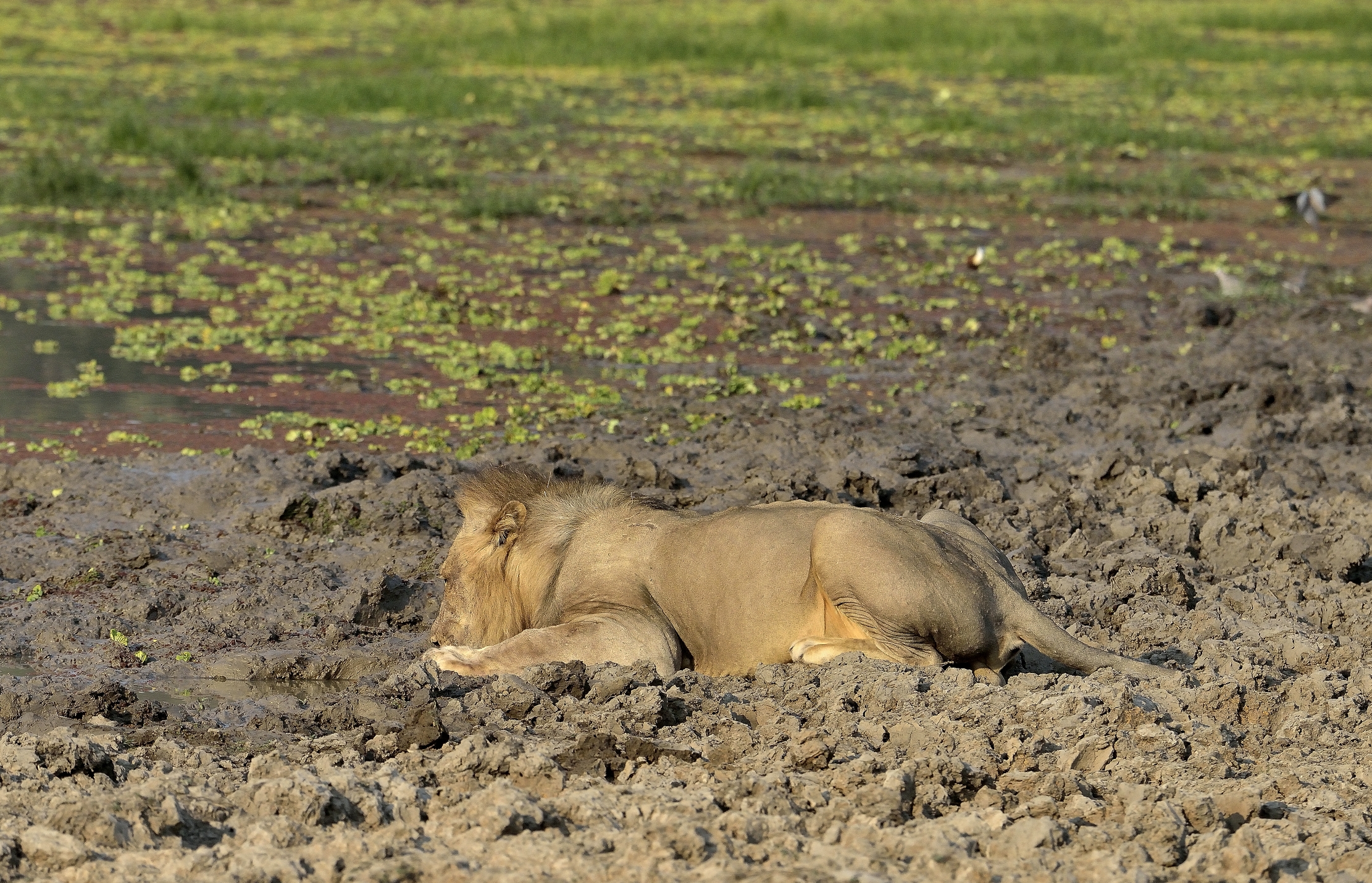 Zambia 2015 - A bere nella pozzanghera