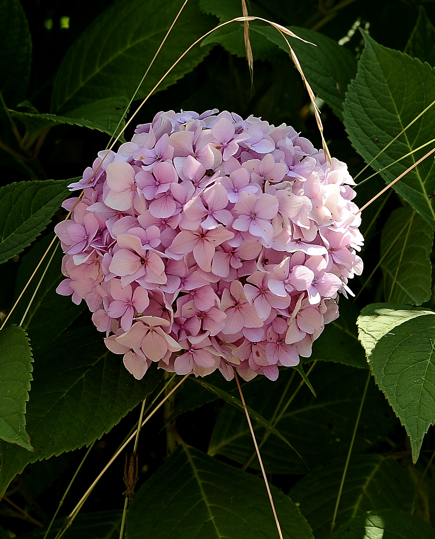 The simplicity of a flower