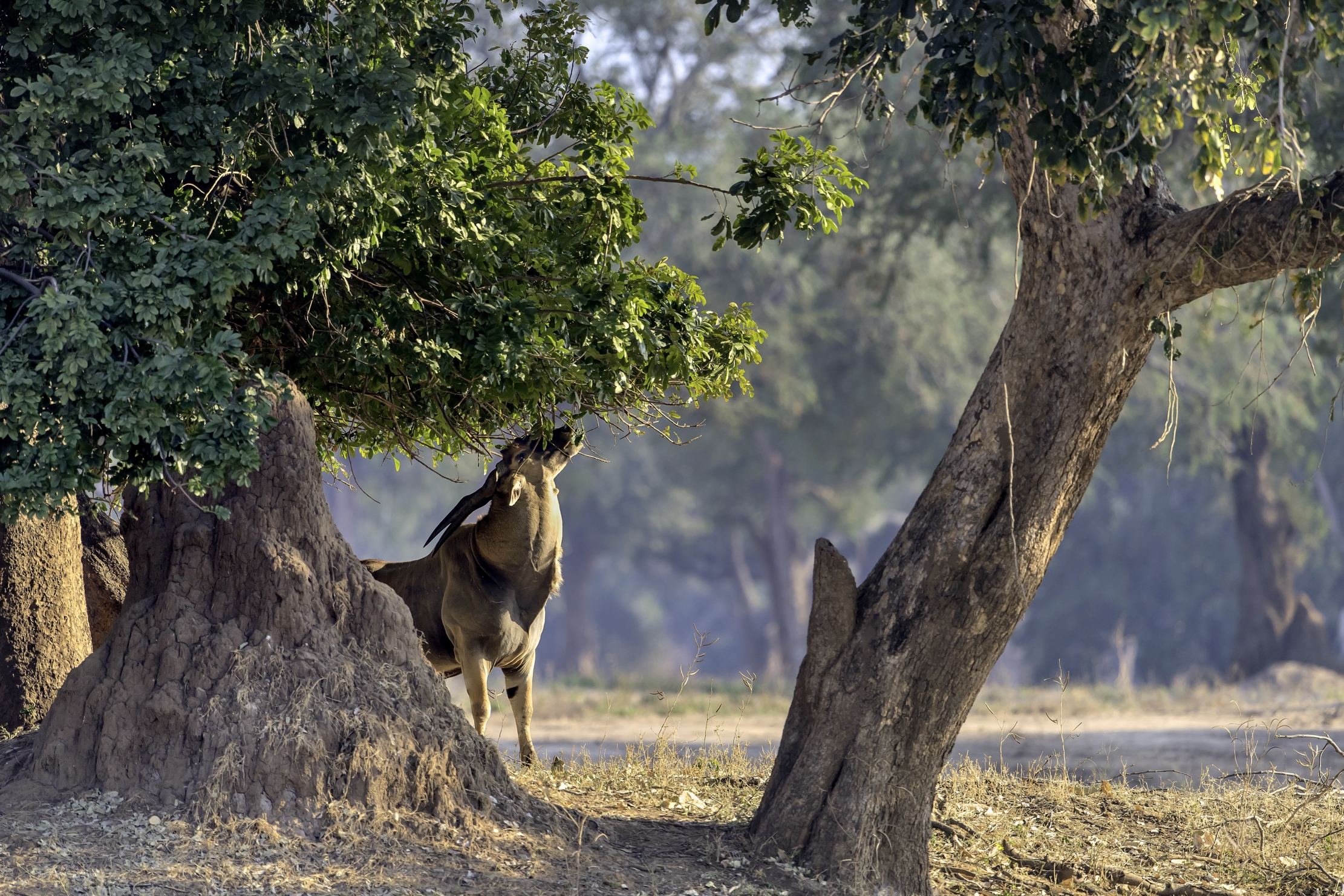 Zimbabwe 2015 - Eland