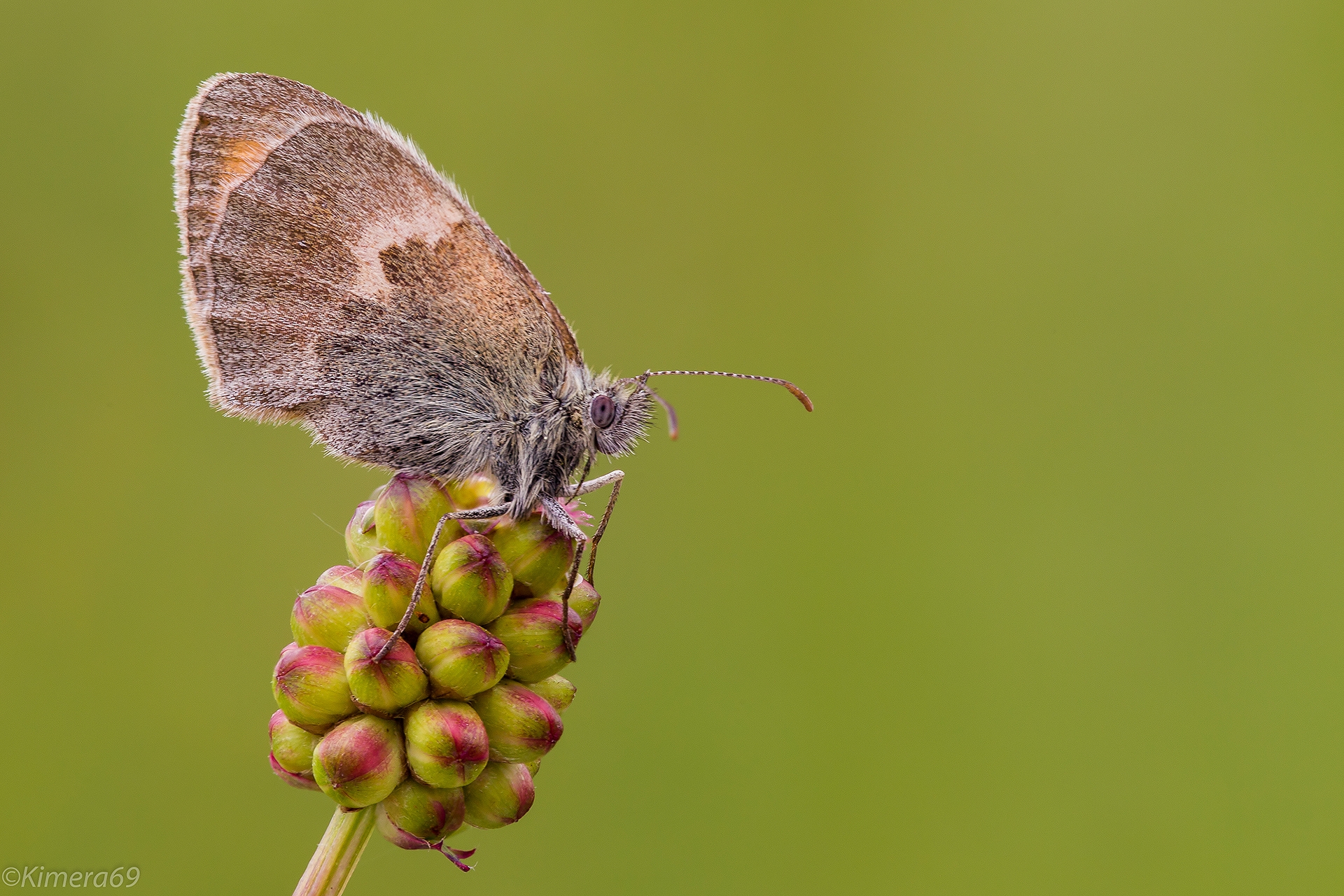 Coenonympha pamphilus