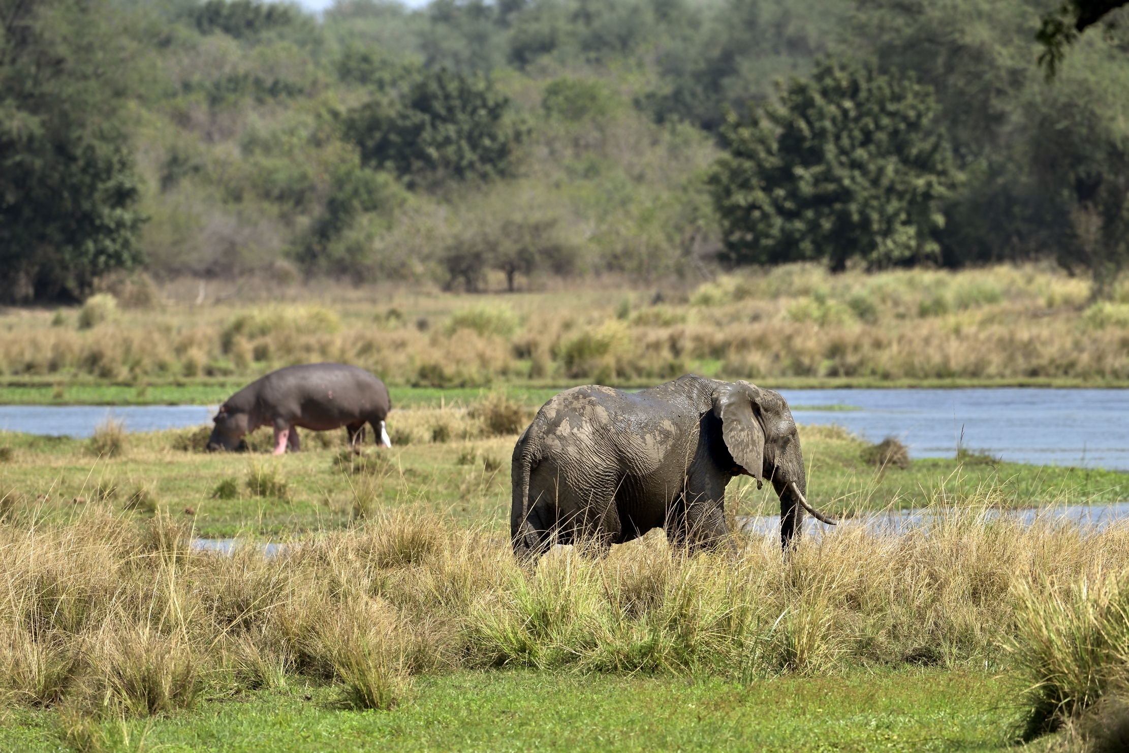 Zambia 2015 - Sullo Zambesi