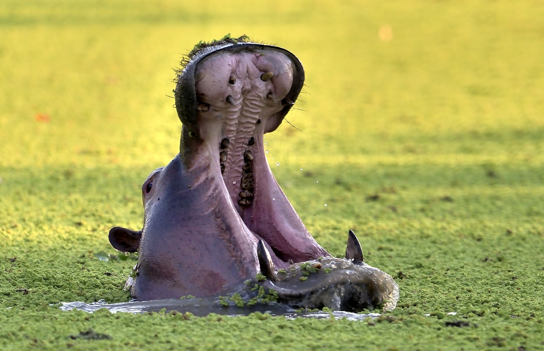 Zimbabwe 2015 - Ippo