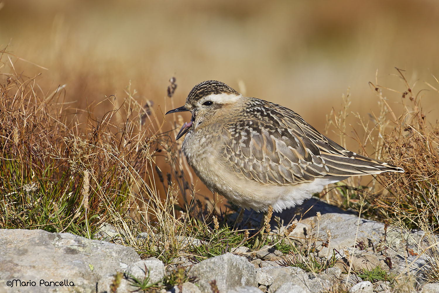 Dotterel
