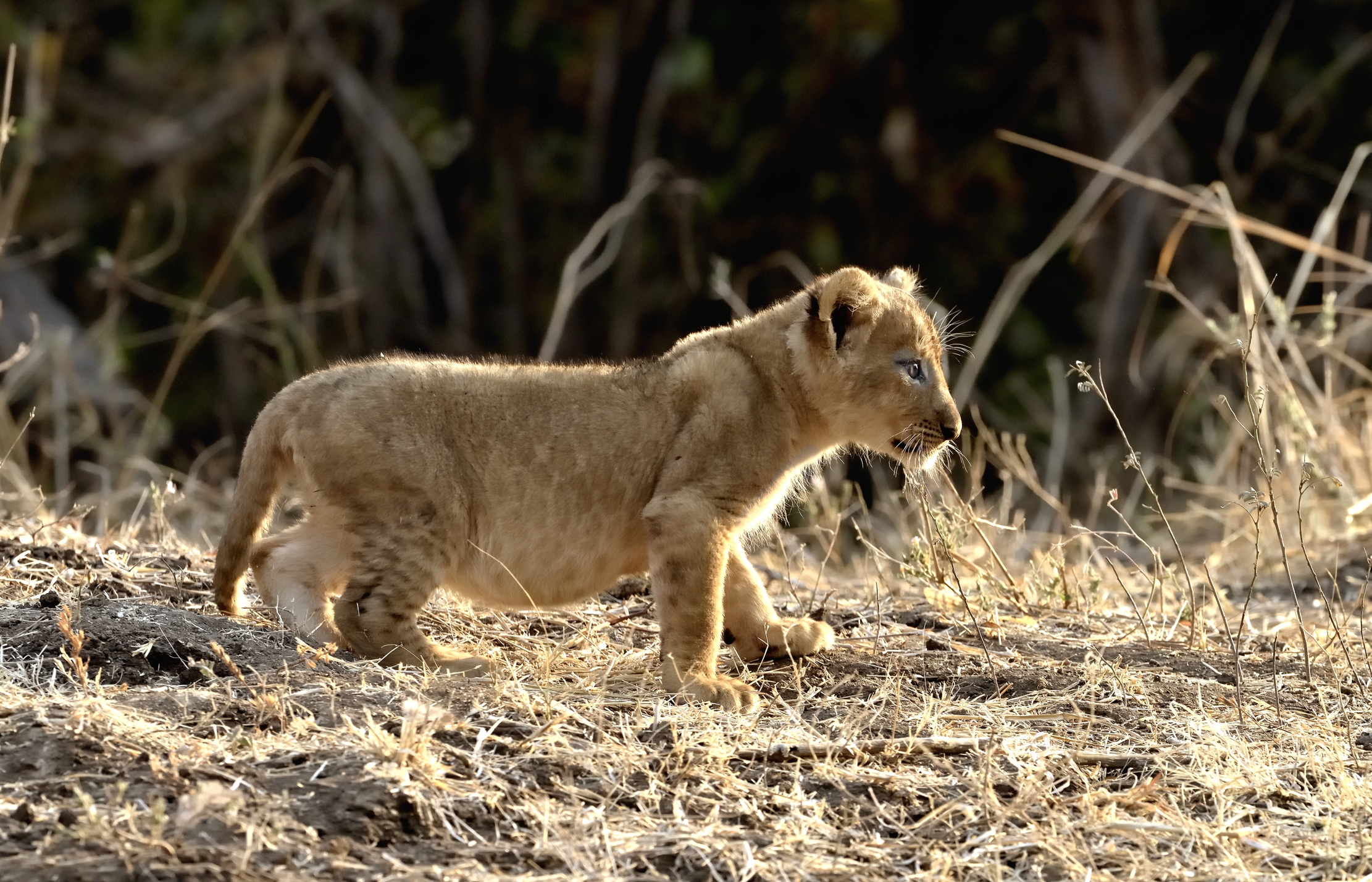 Zambia 2015 - Cucciolo..