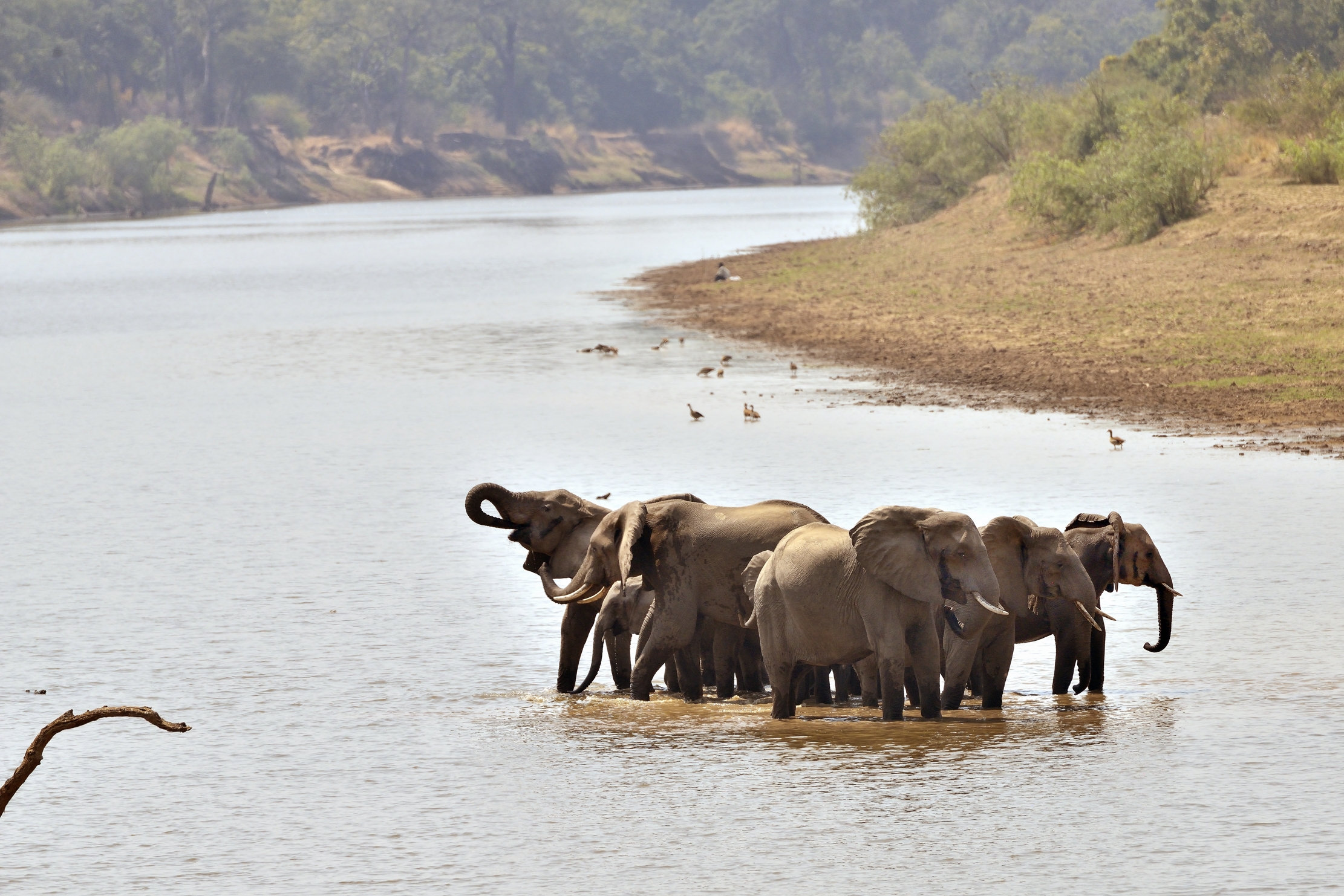 Zambia 2015 - Elefanti in formazione sul Luangwa