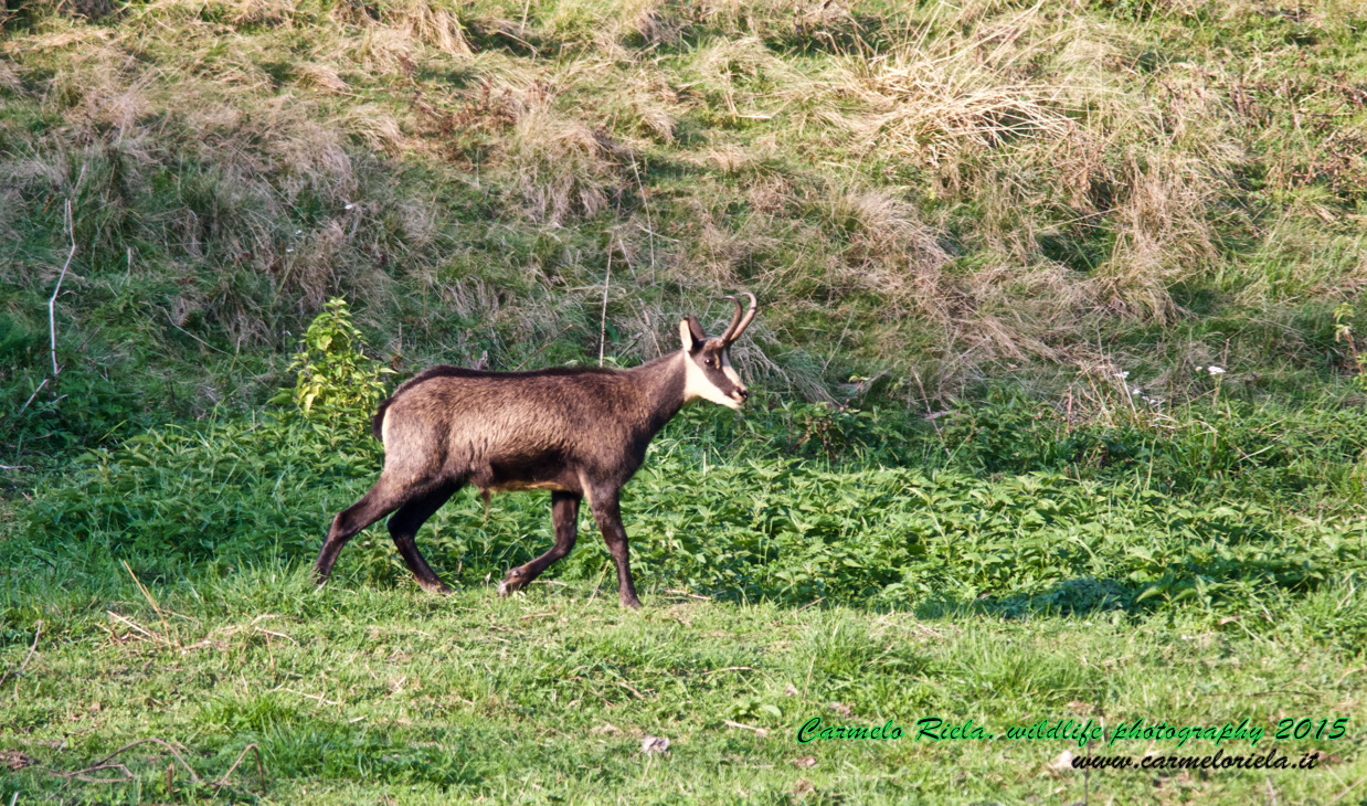 giovane maschio di Camoscio.