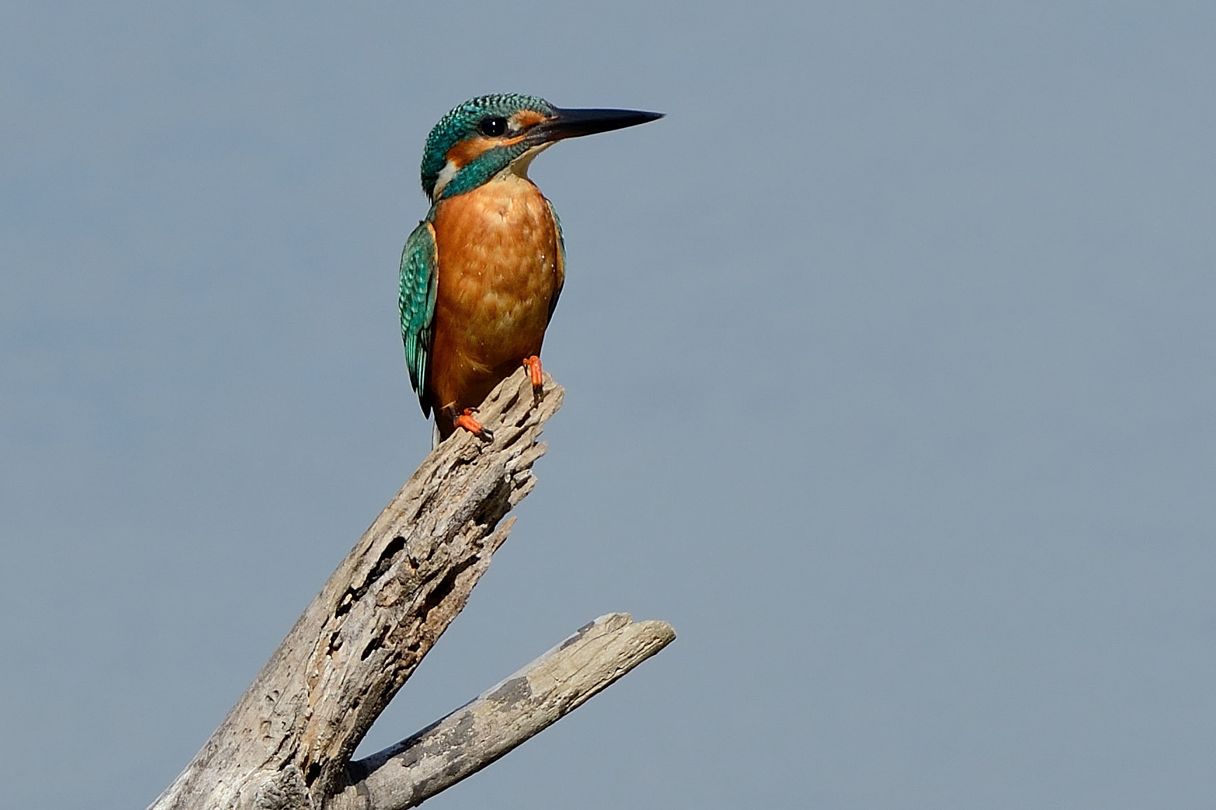 Kingfisher