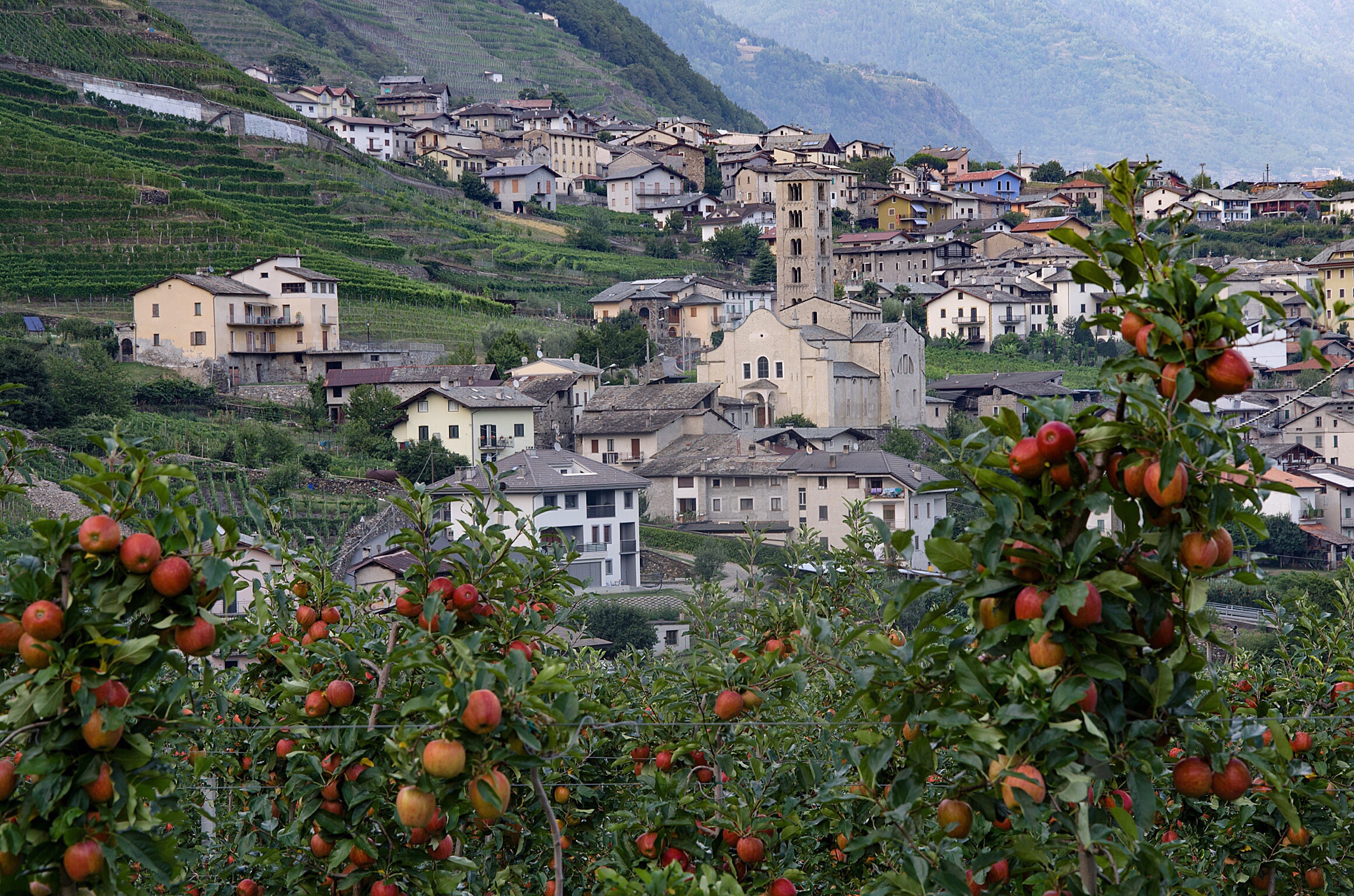 The fantastic apples Bianzone