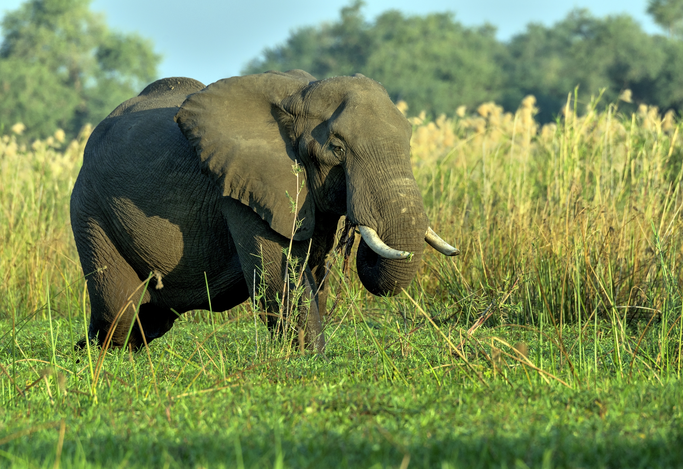 Zambia 2015 - Sullo Zambesi