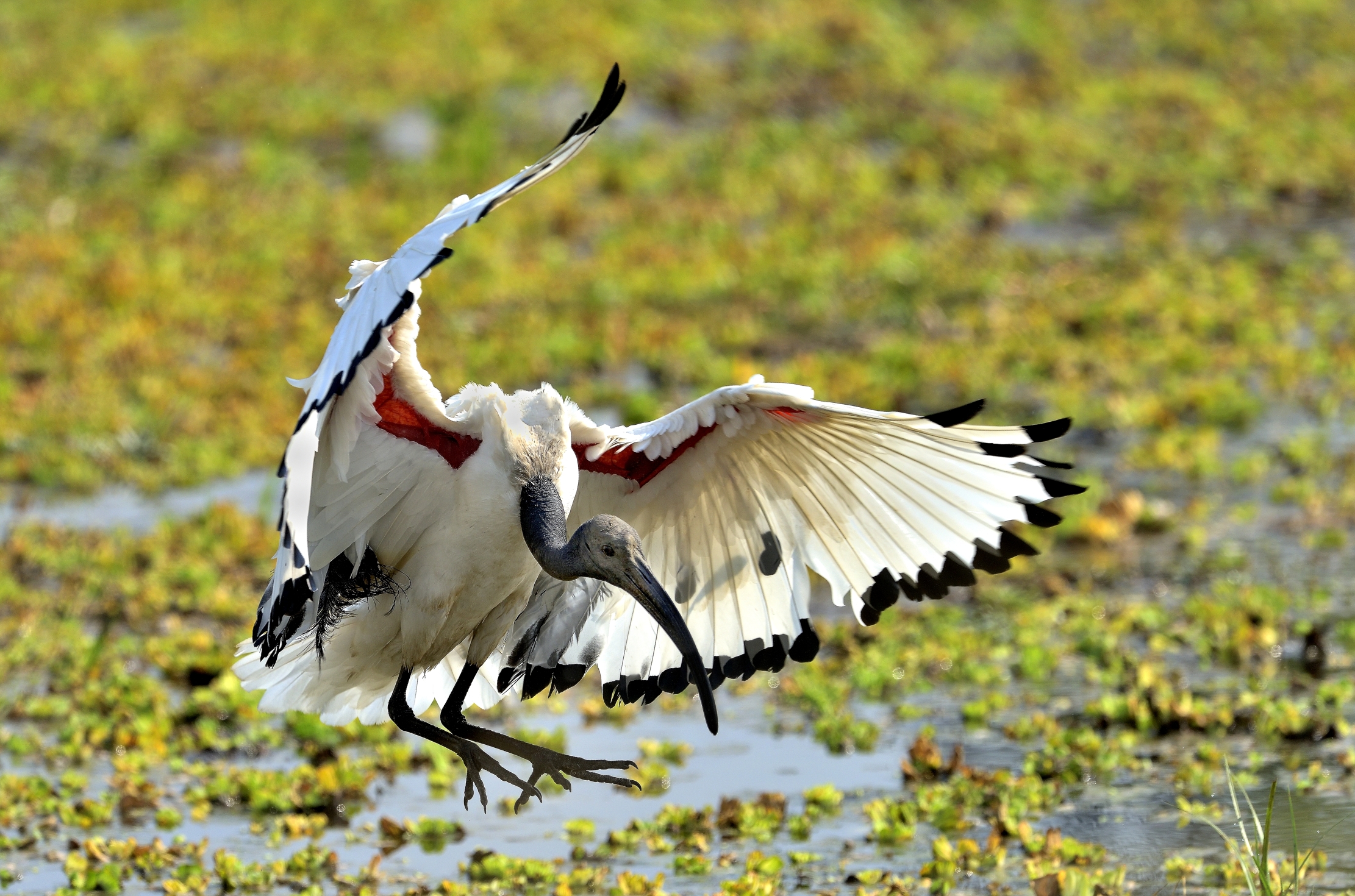 Zambia 2015 - Sul Luangwa river