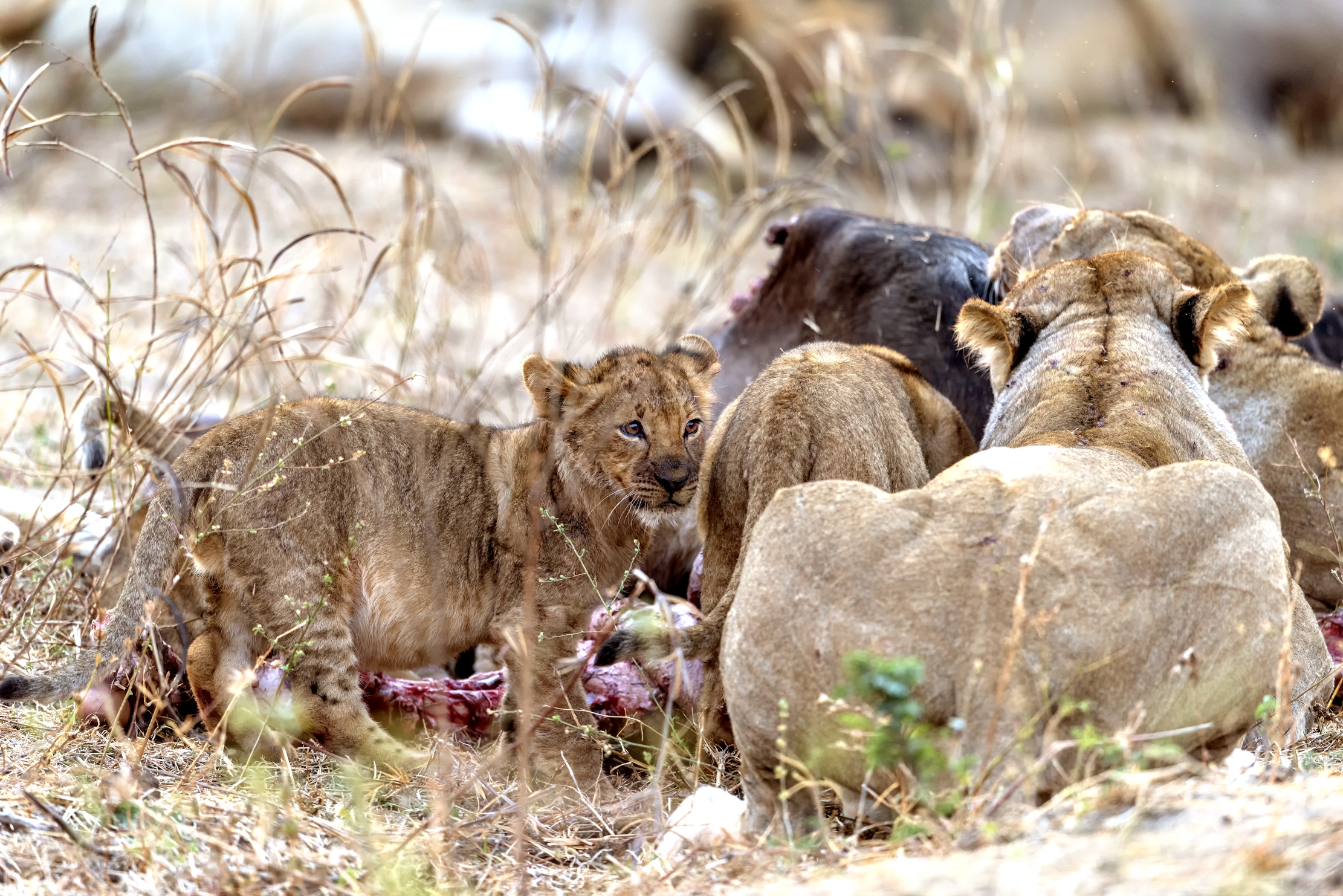 Zambia 2015 - Cucciolo..