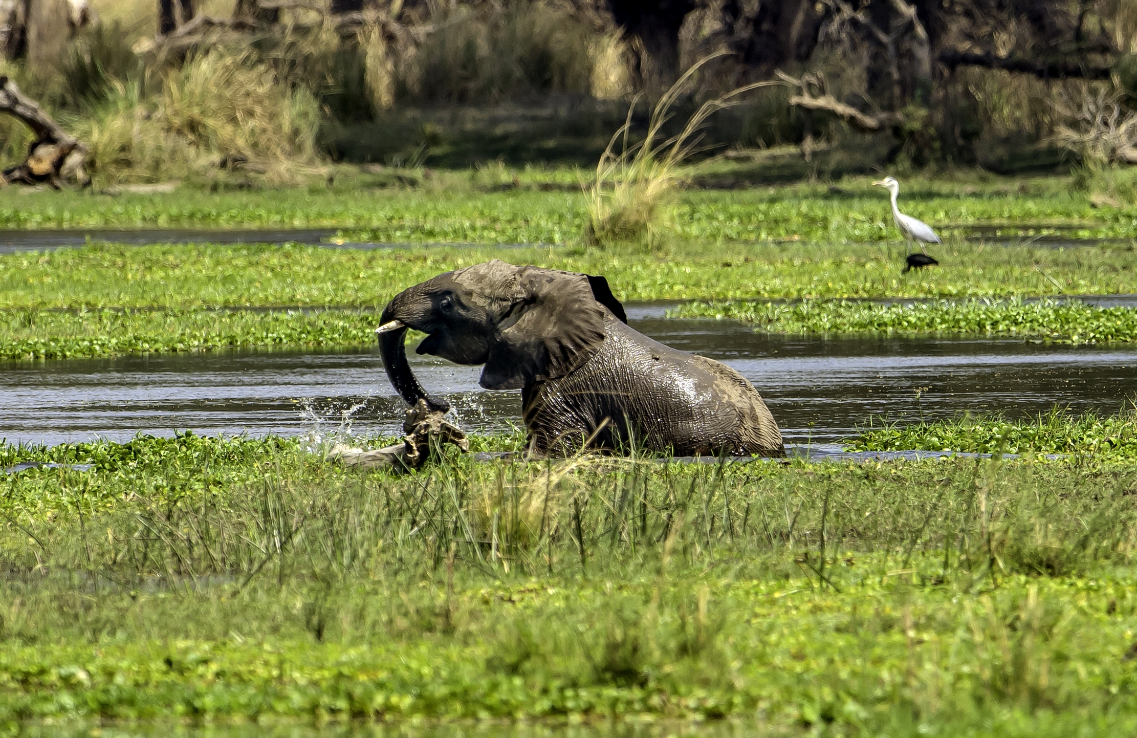 Zambia 2015 - Il bagnetto