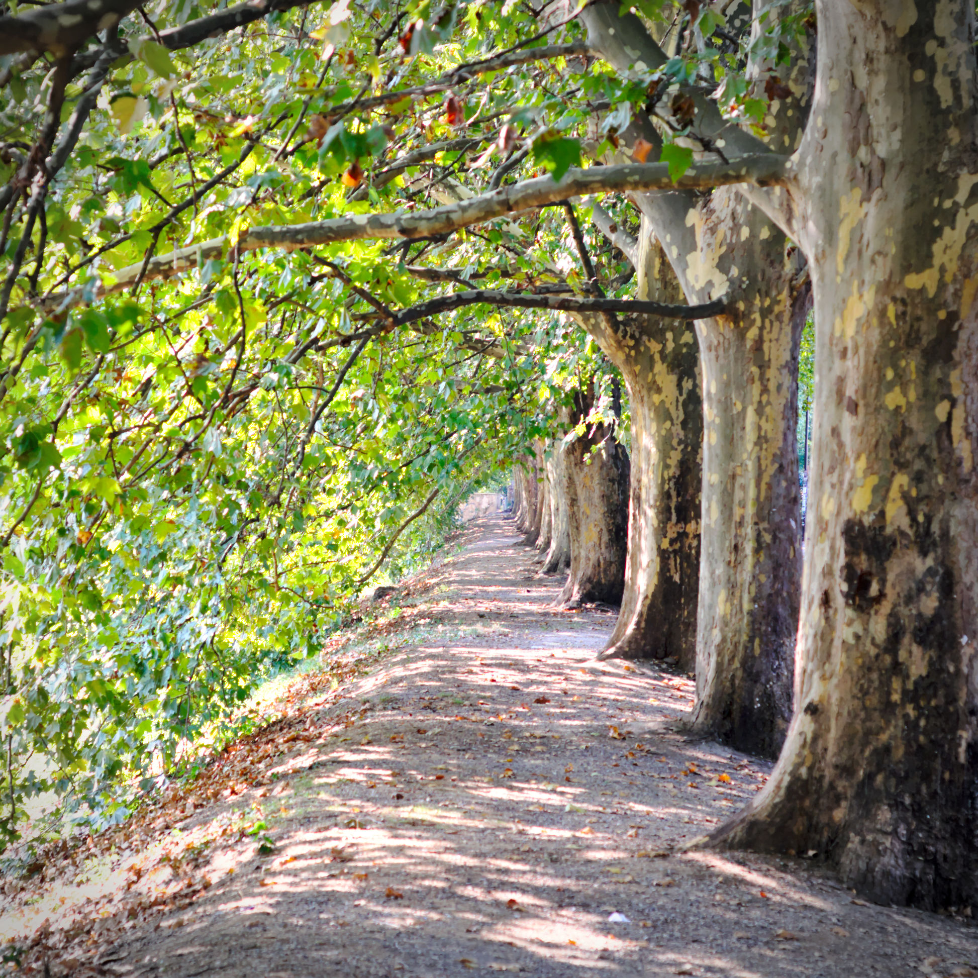 linee verticali, quadrati, triangoli