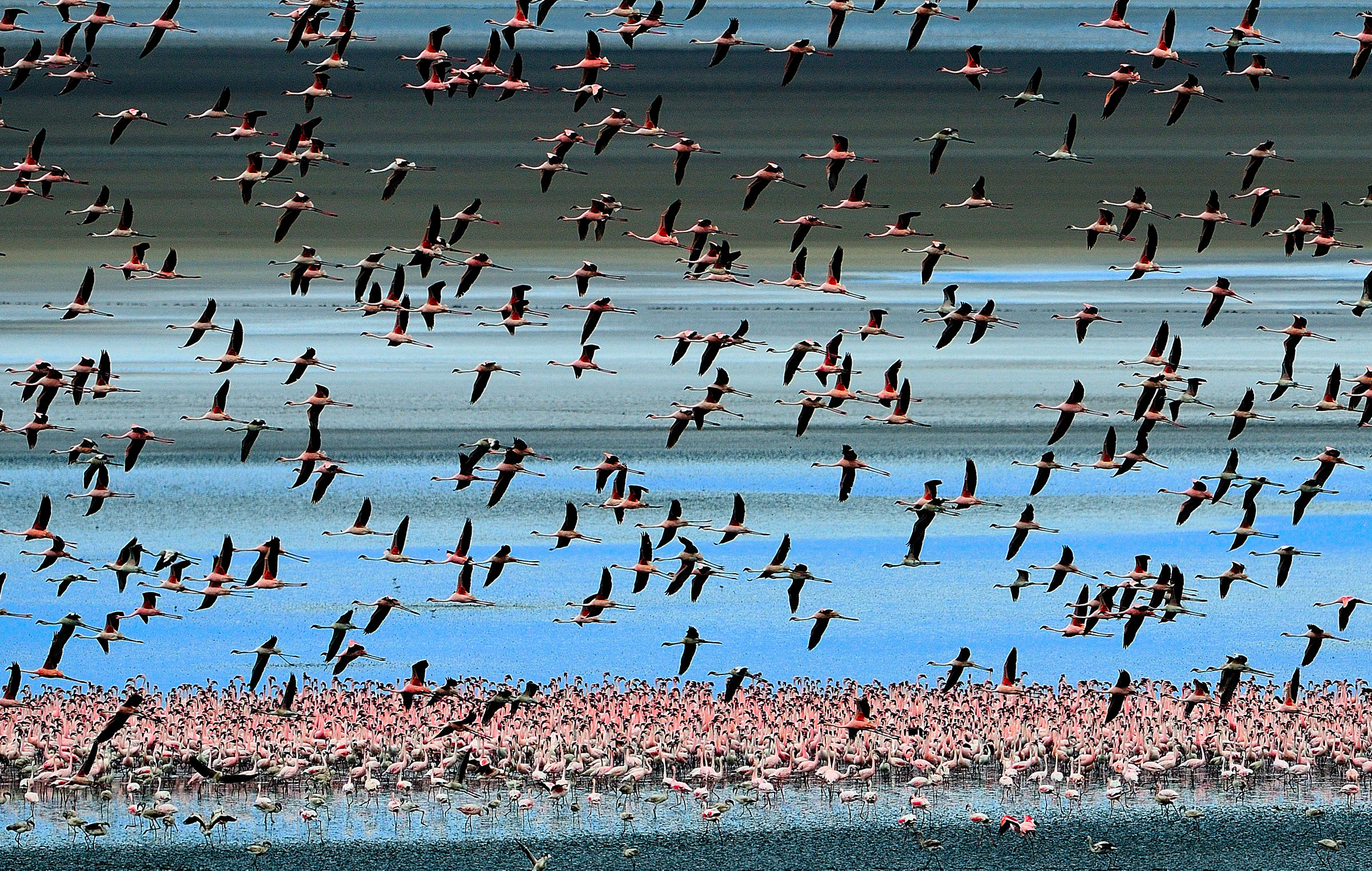 Lake Maniara - fenicotteri