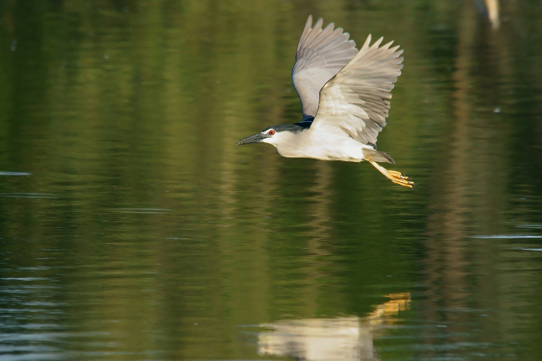 Night Heron