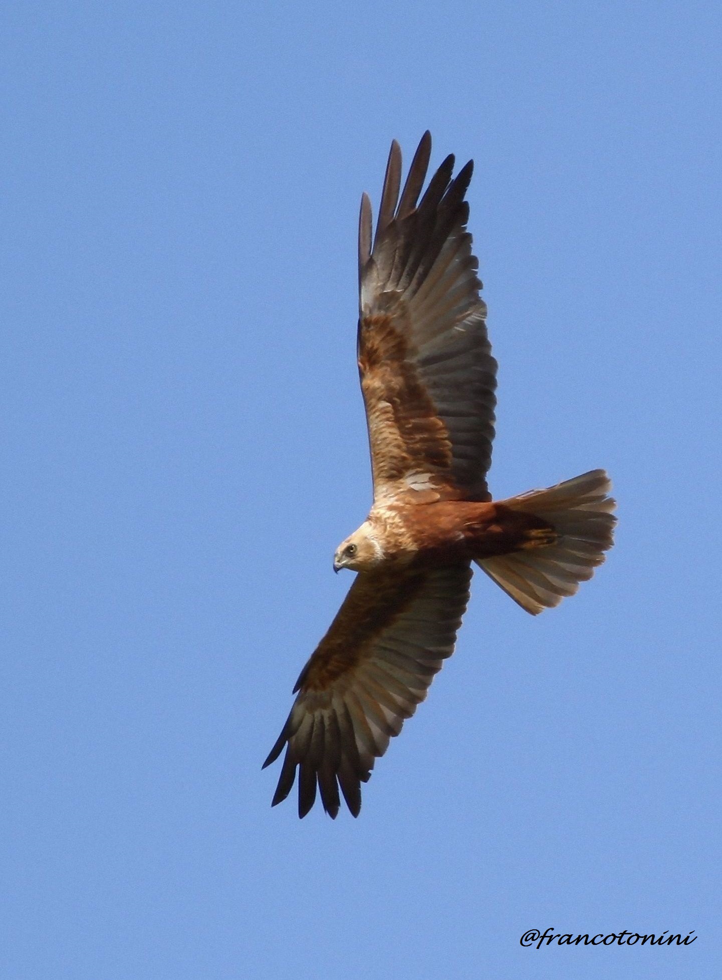 Marsh harrier