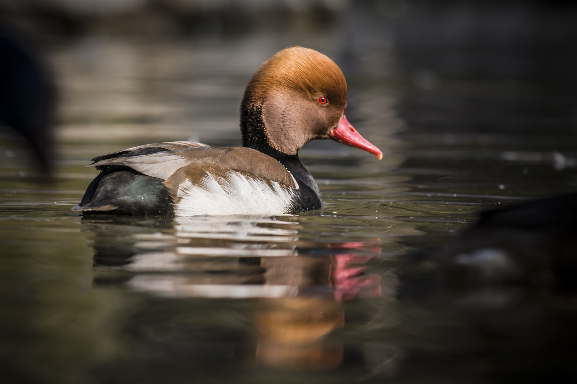 Bagh-e-parandegan V2