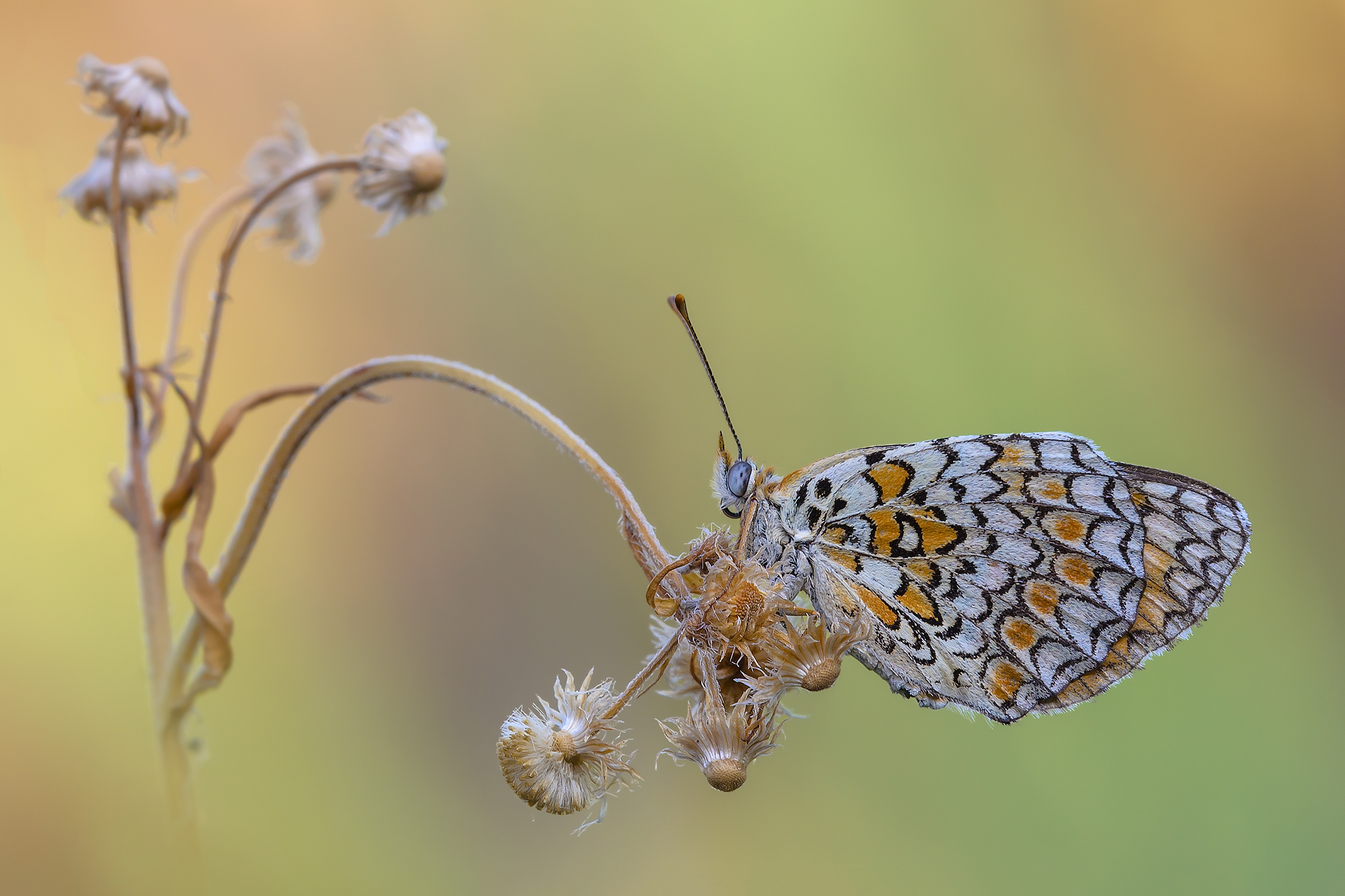Melitaea phoebe