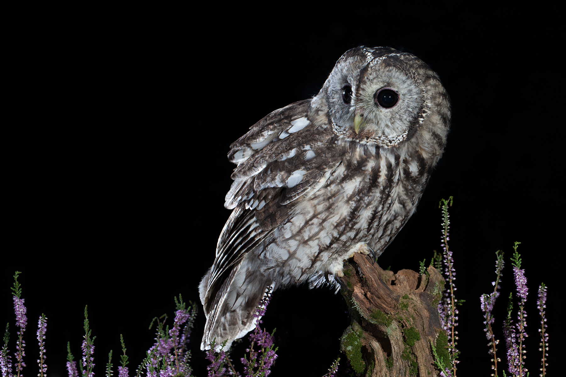 the owl and the "erika"