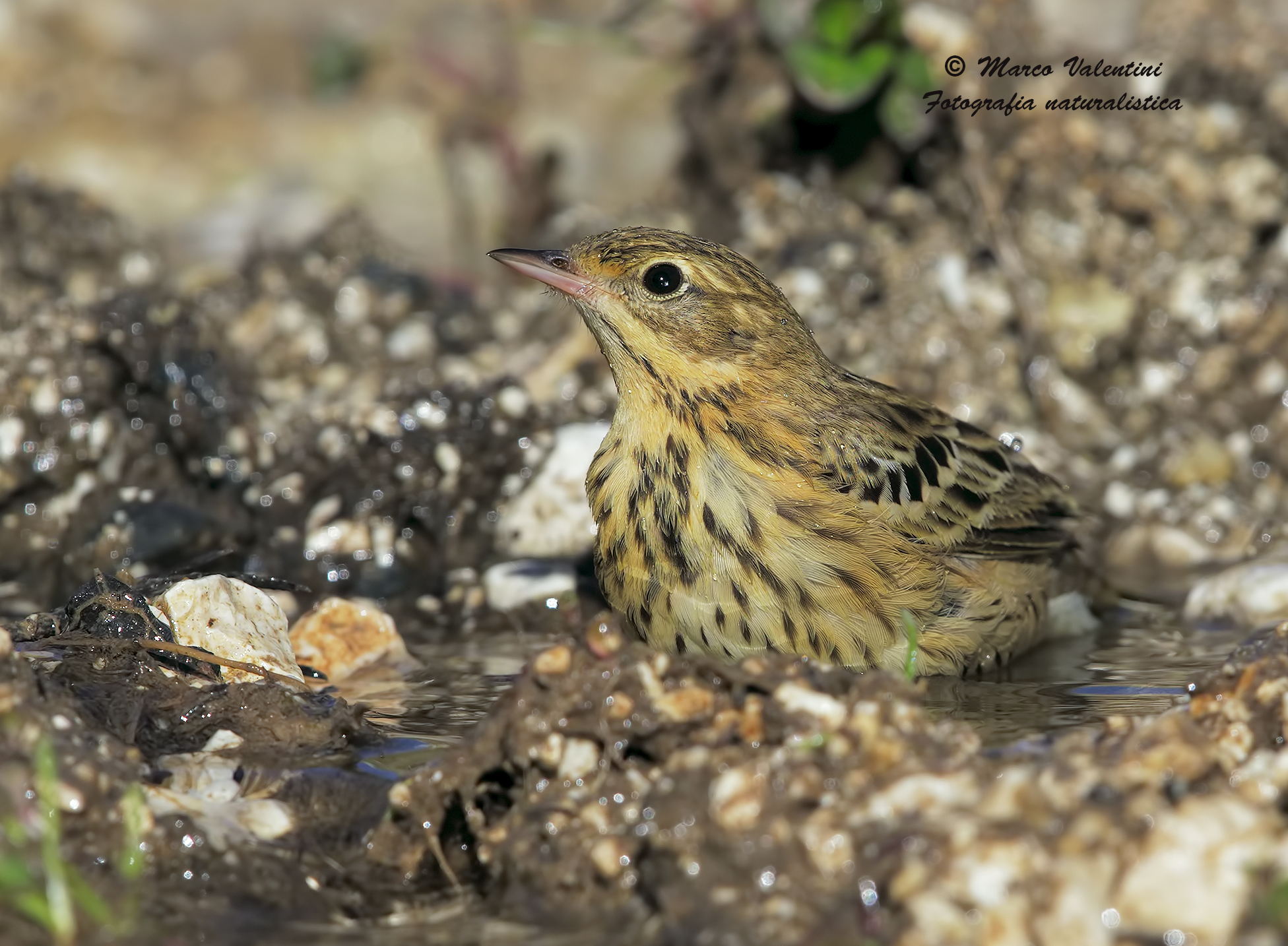 Il bagnetto del prispolone
