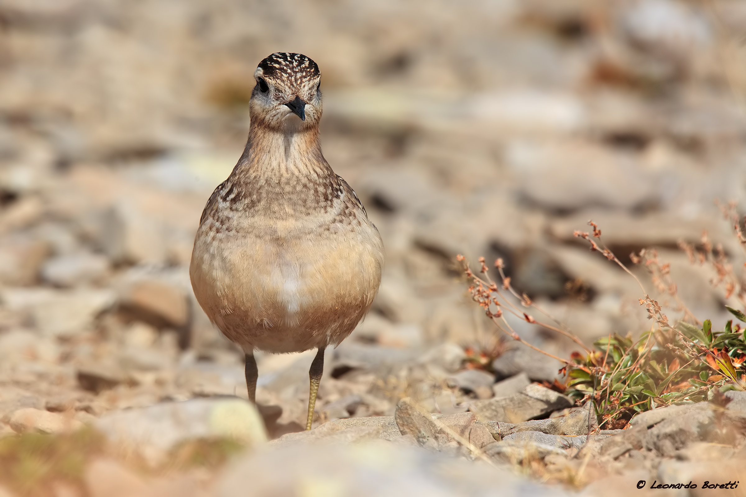 Dotterel