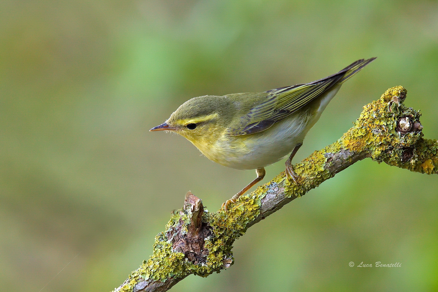 Wood warbler