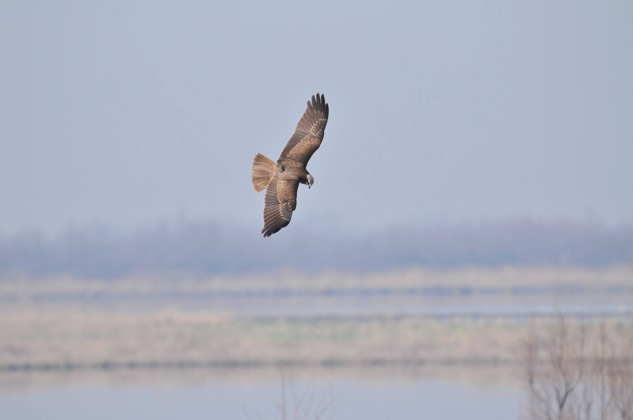 Tack Marsh Harrier