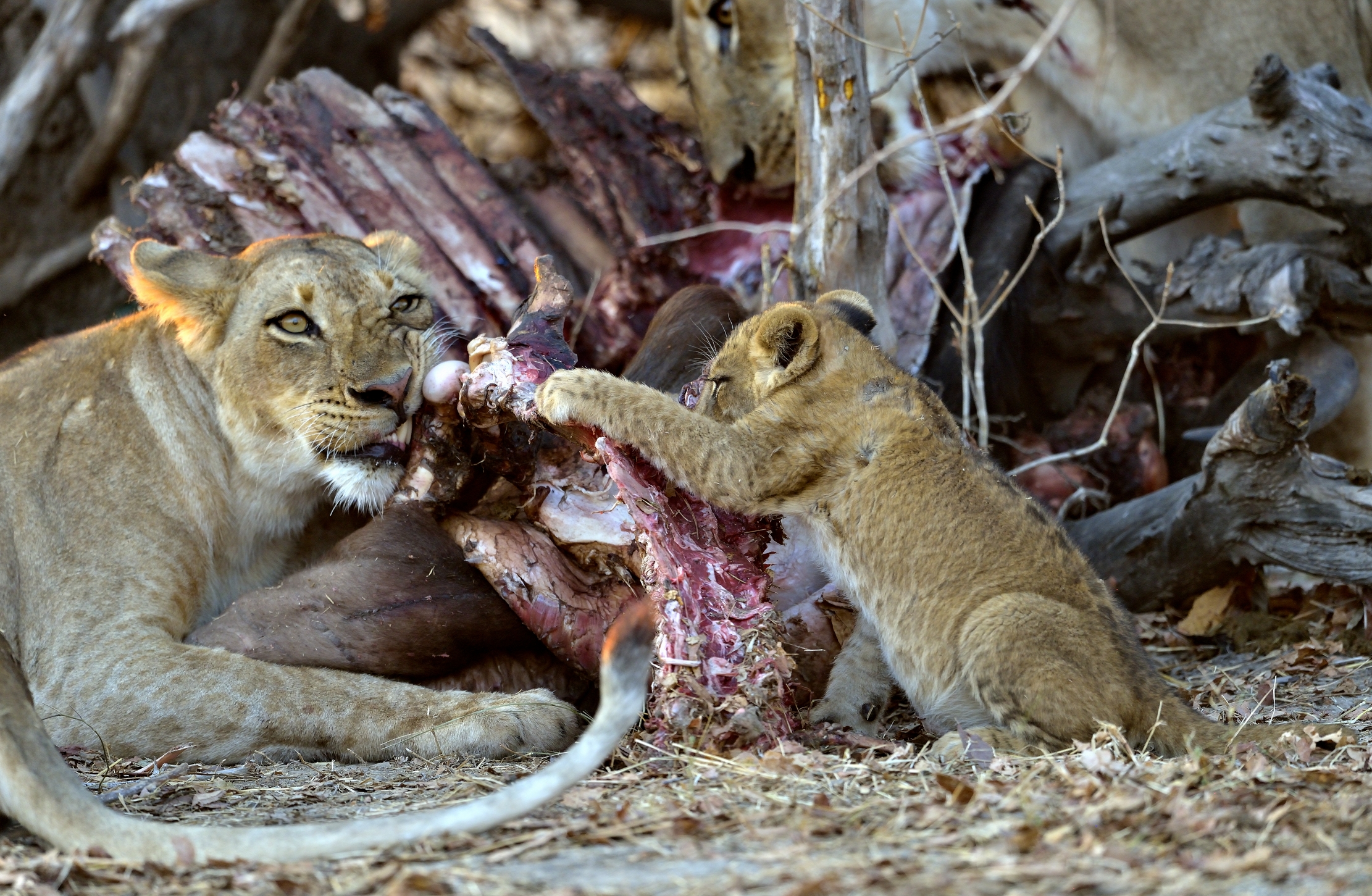 Zambia 2015 - Anche io!!!