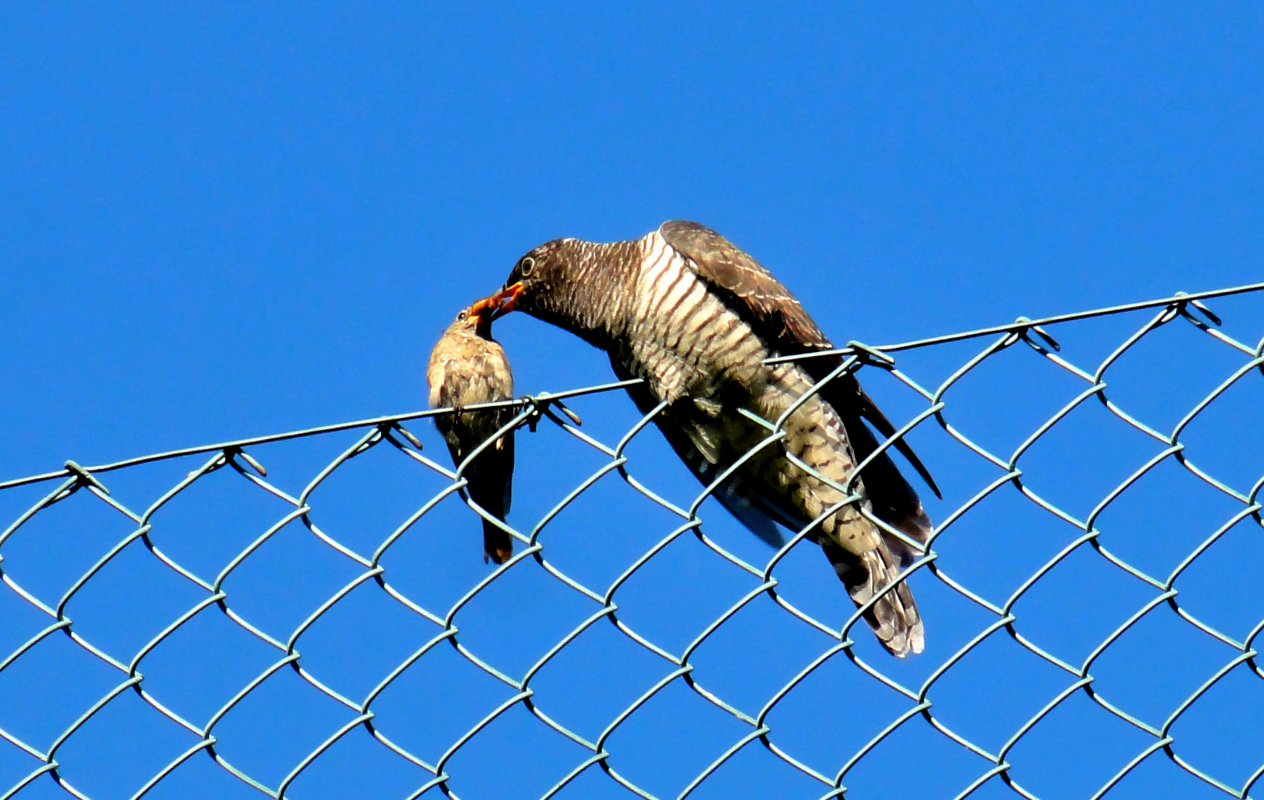 cuculo con mamma codirosso