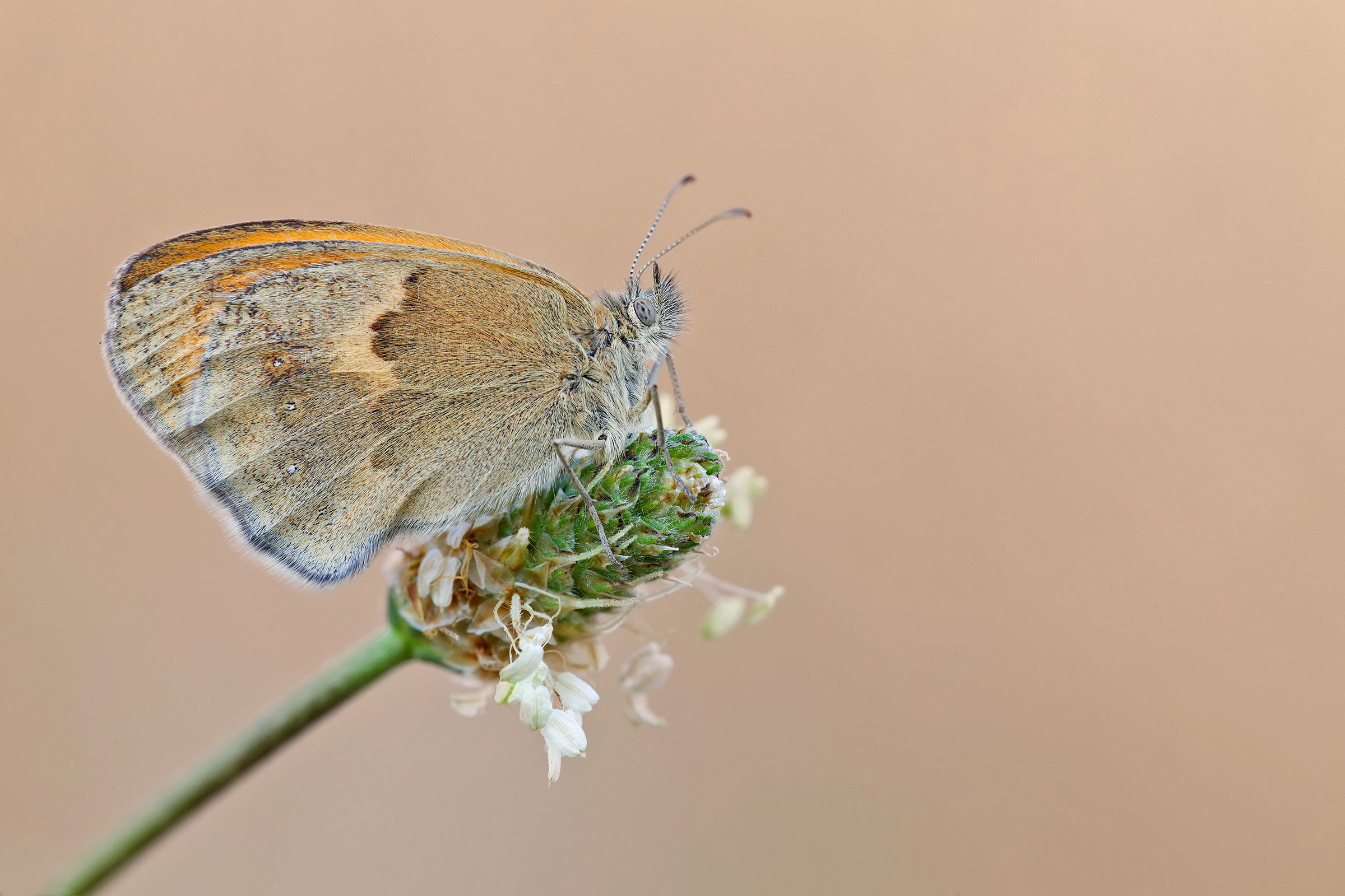 Coenonympha pamphilus