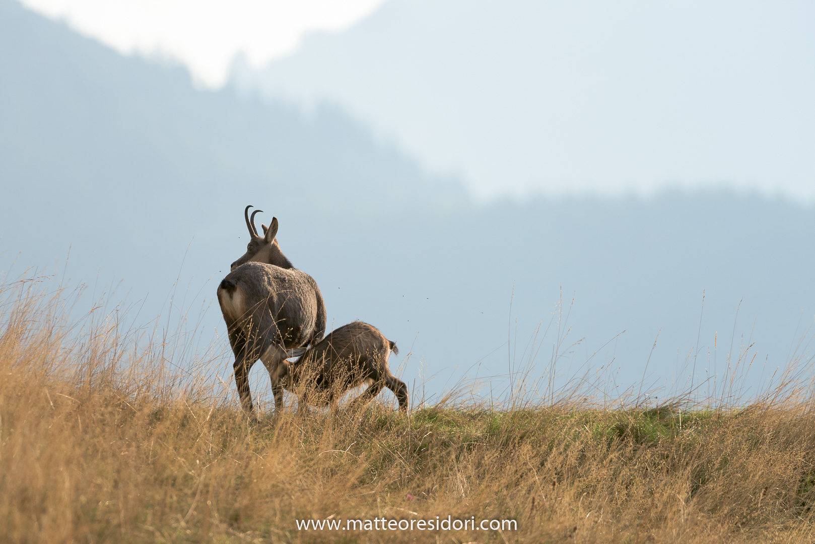 Chamois: breastfeeding mother the little